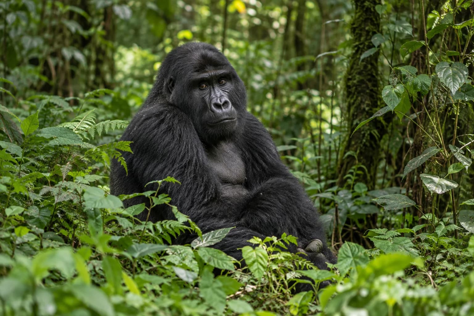 AI-generated illustration: A mountain gorilla seated among thick emerald understory in Bwindi Uganda, gentle forest light, accurate anatomy, thoughtful quiet environmental portrait.
