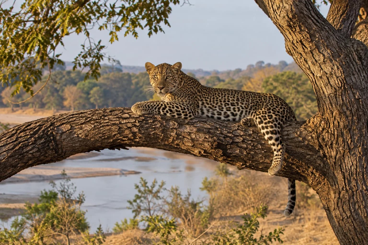 AI-generated illustration: An African leopard reclining on a broad tree limb beside the Luangwa river woodland Zambia, warm dry-season light, relaxed pose and realistic rosettes.