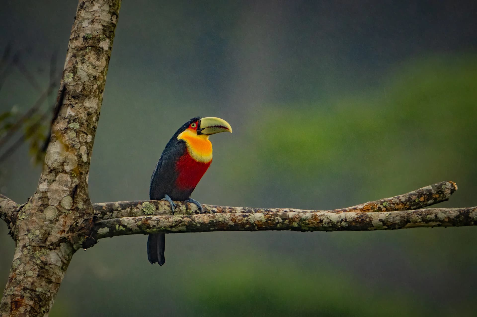 Toucan perched in Brazil’s Atlantic Forest