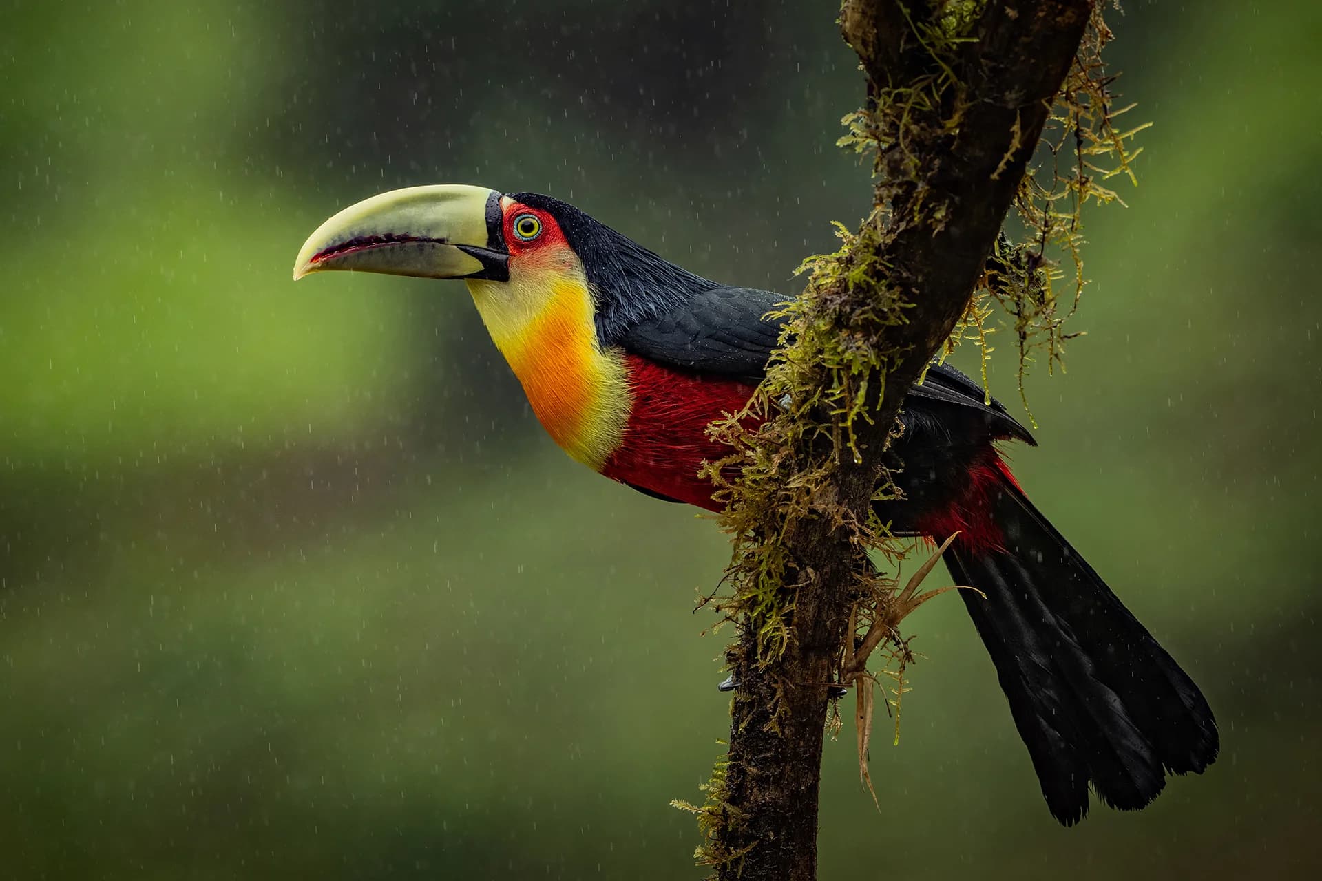 Toucan perched on a mossy branch in Brazil’s Atlantic Forest