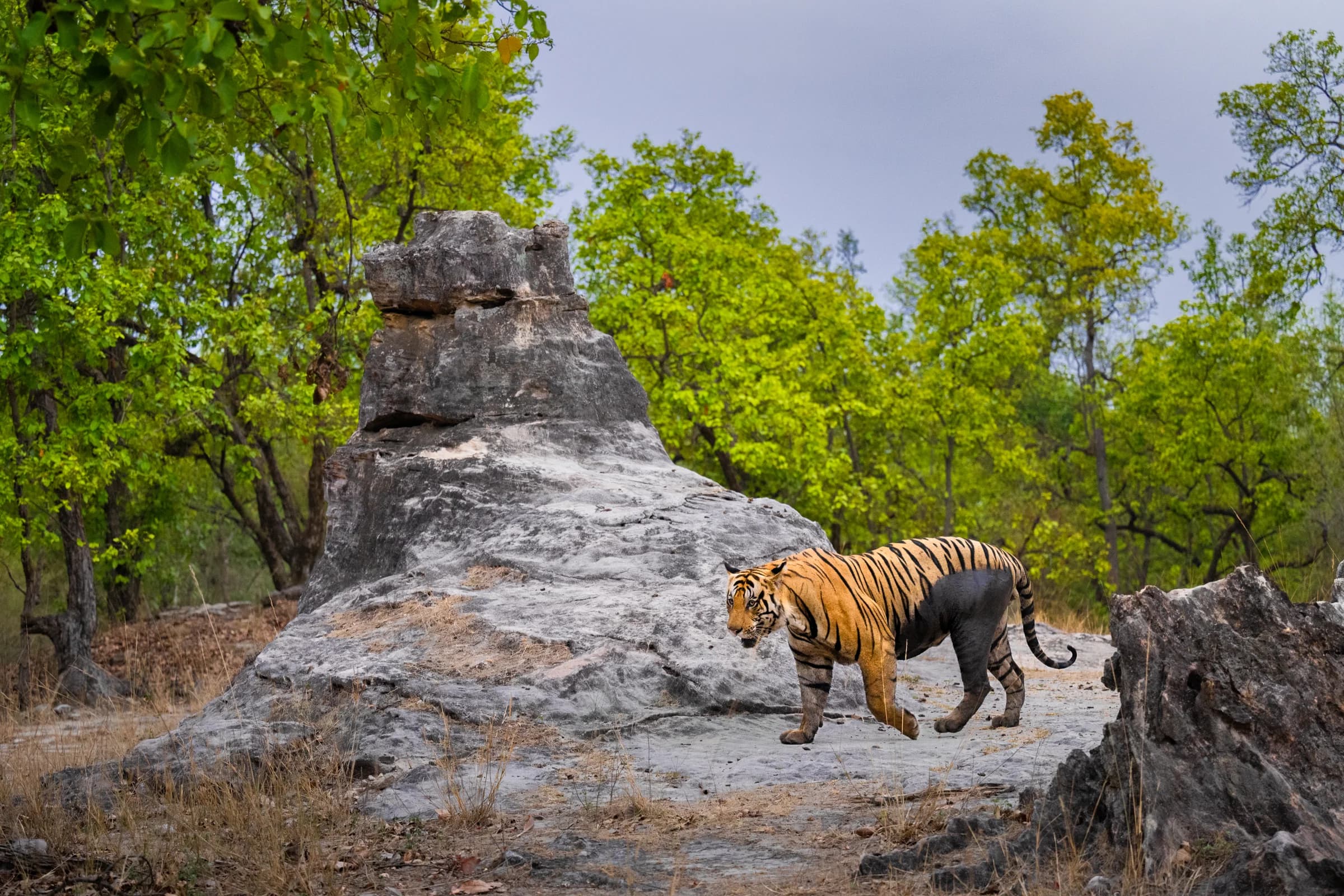 Tiger walking among ancient rocks in Bandhavgarh