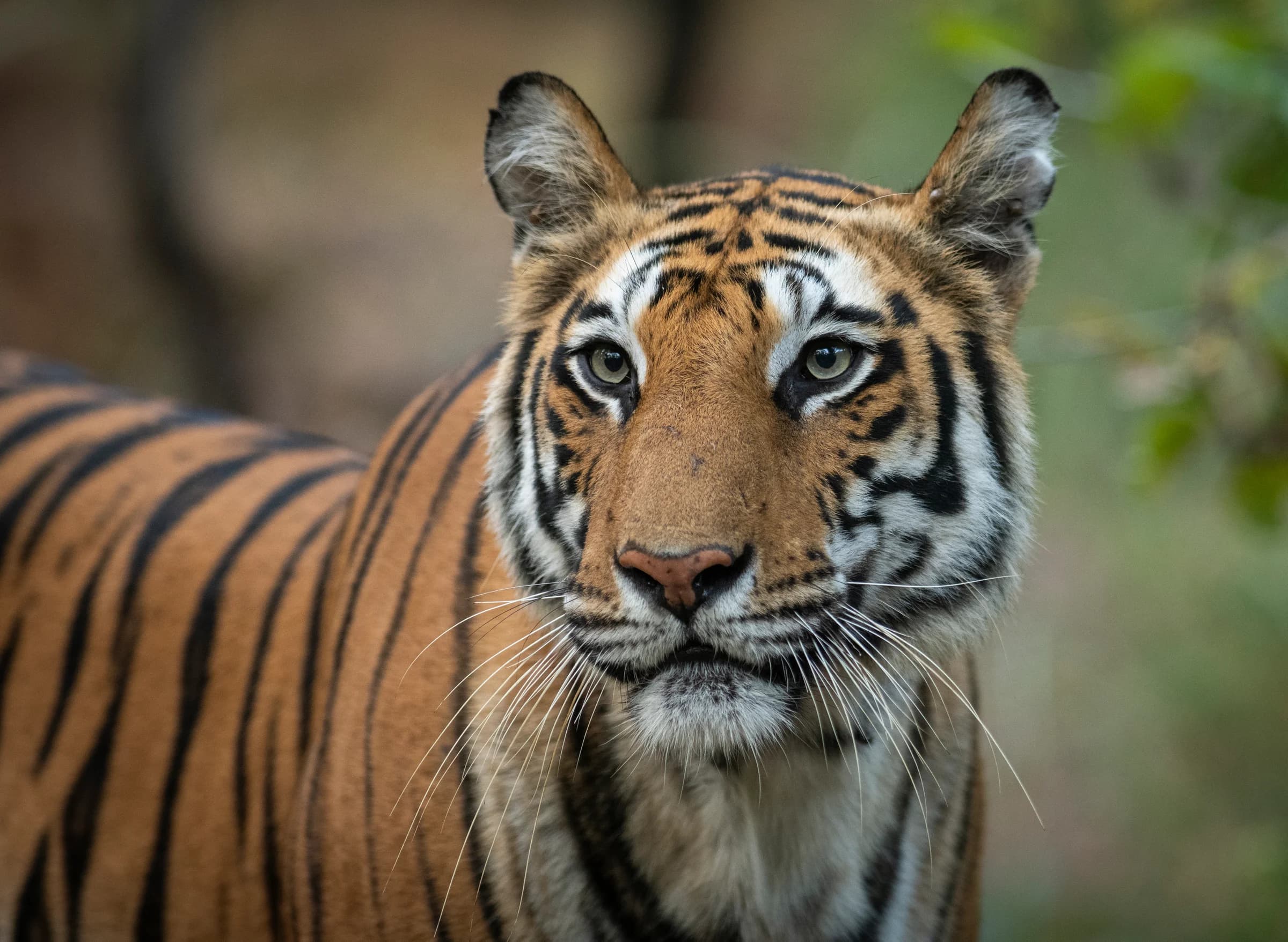 Bengal tiger portrait in Bandhavgarh forest