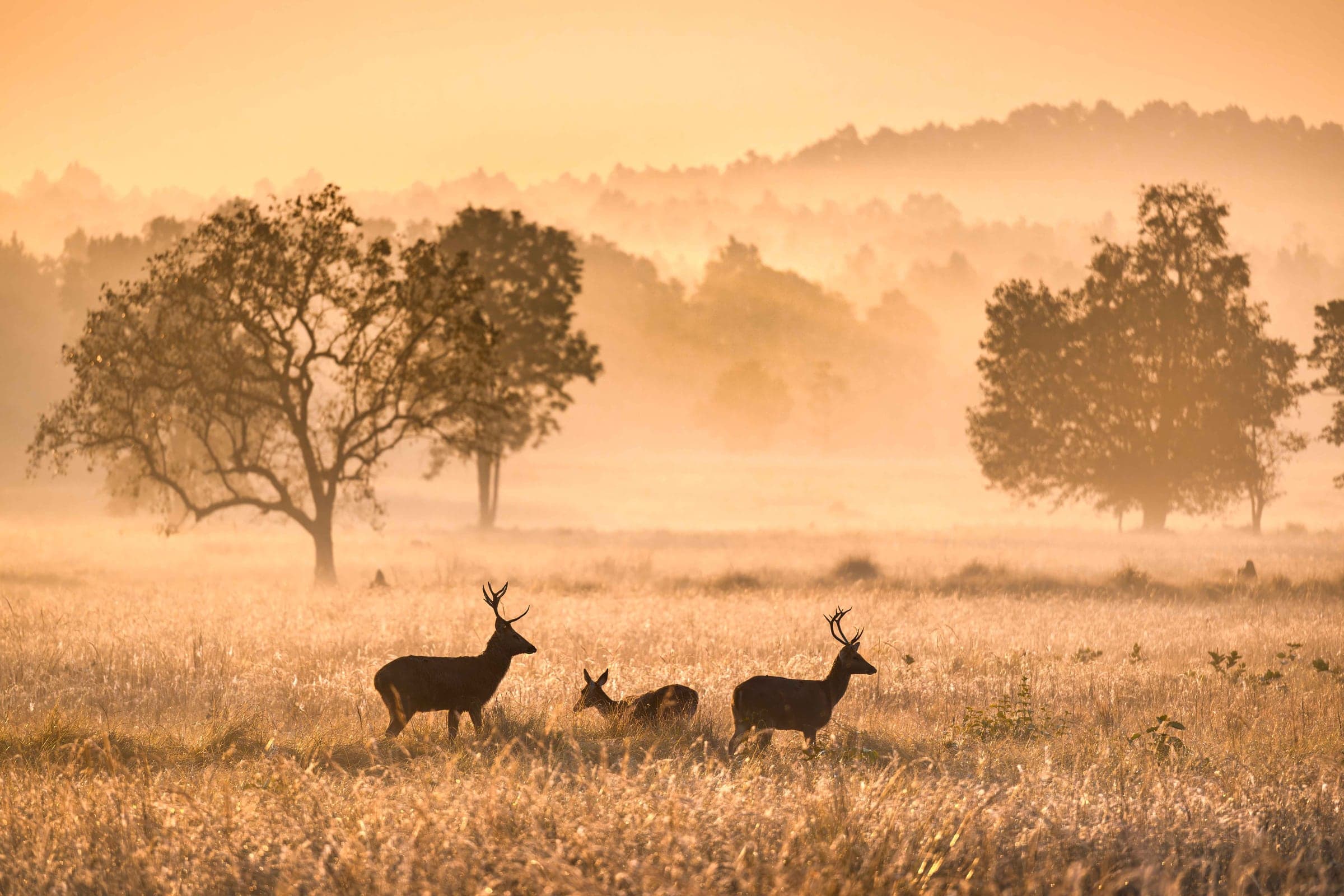 Deer herd in Bandipur's open woodland