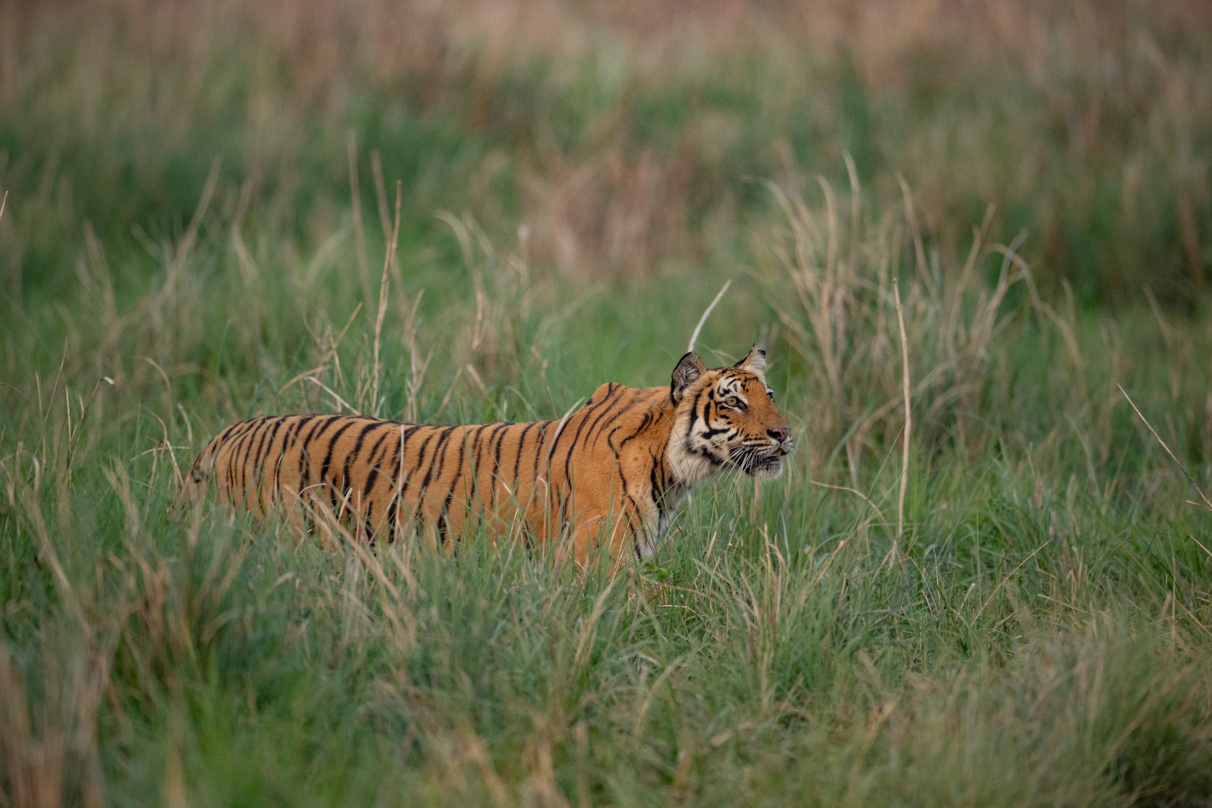 Tiger in Corbett's tall grass