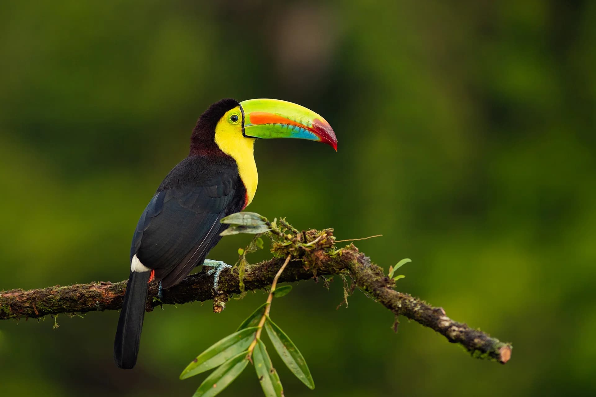 Keel-billed toucan perched on a branch in Costa Rica