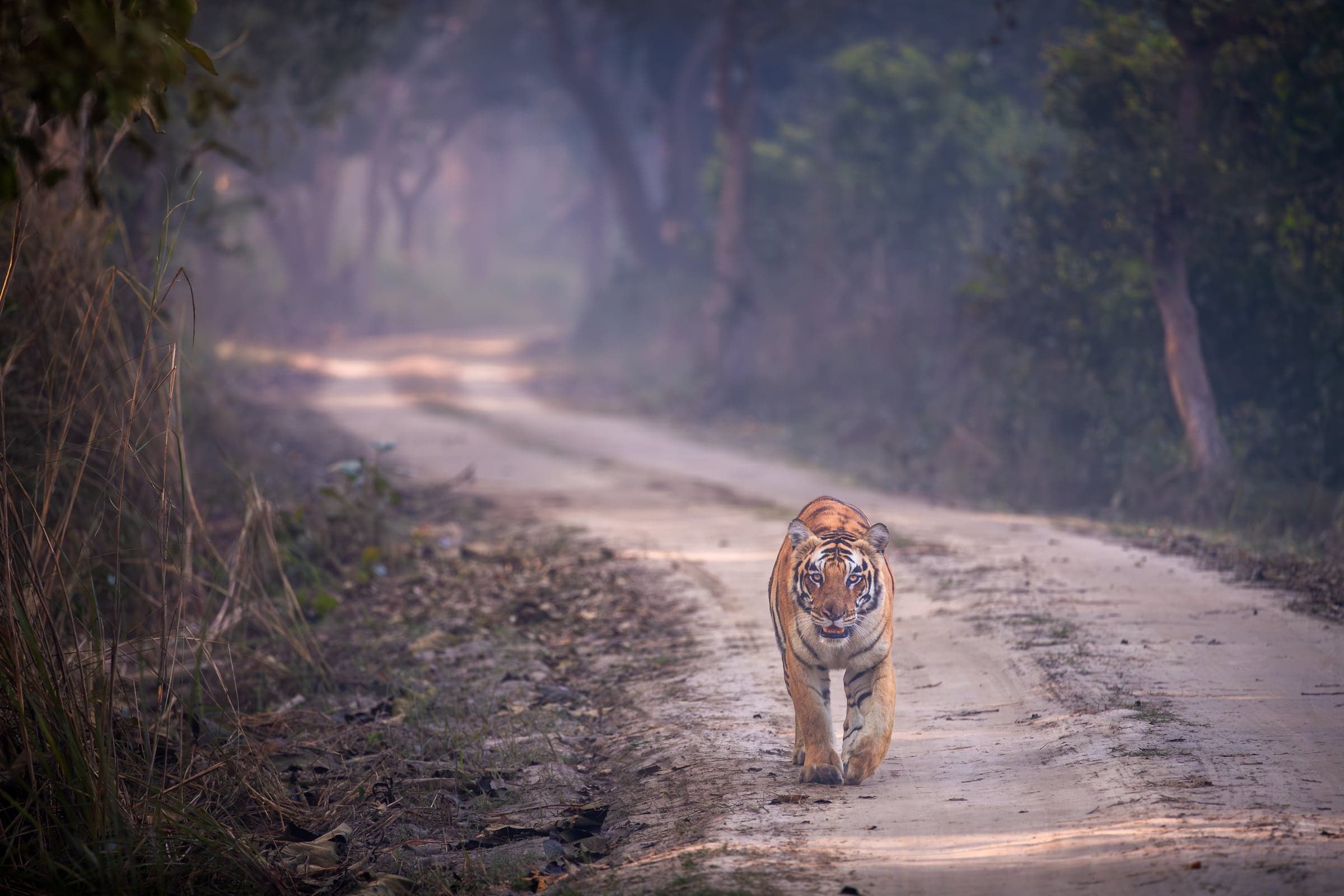 Tiger on a forest track in Dudhwa