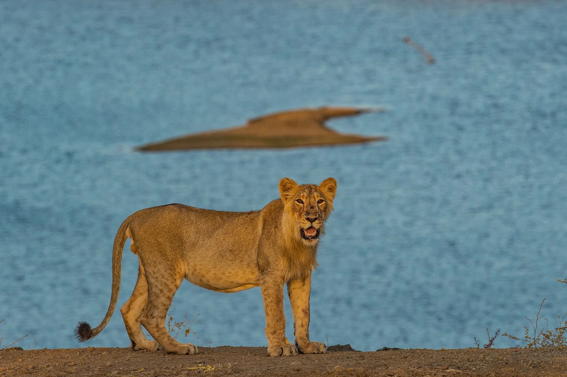 Lioness beside blue water in Gir