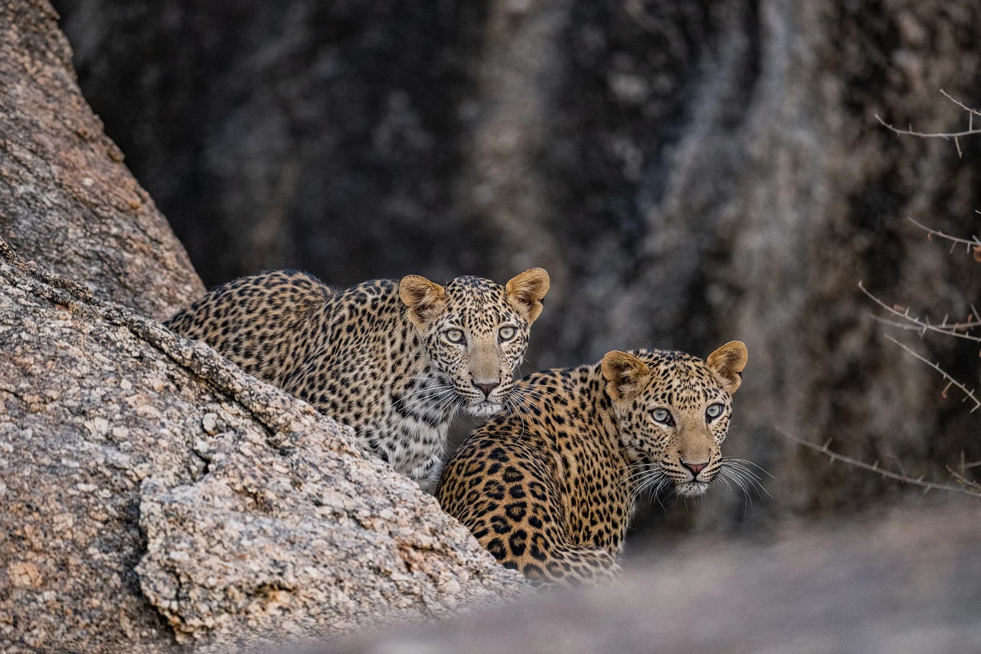 Two leopards sheltering between granite boulders