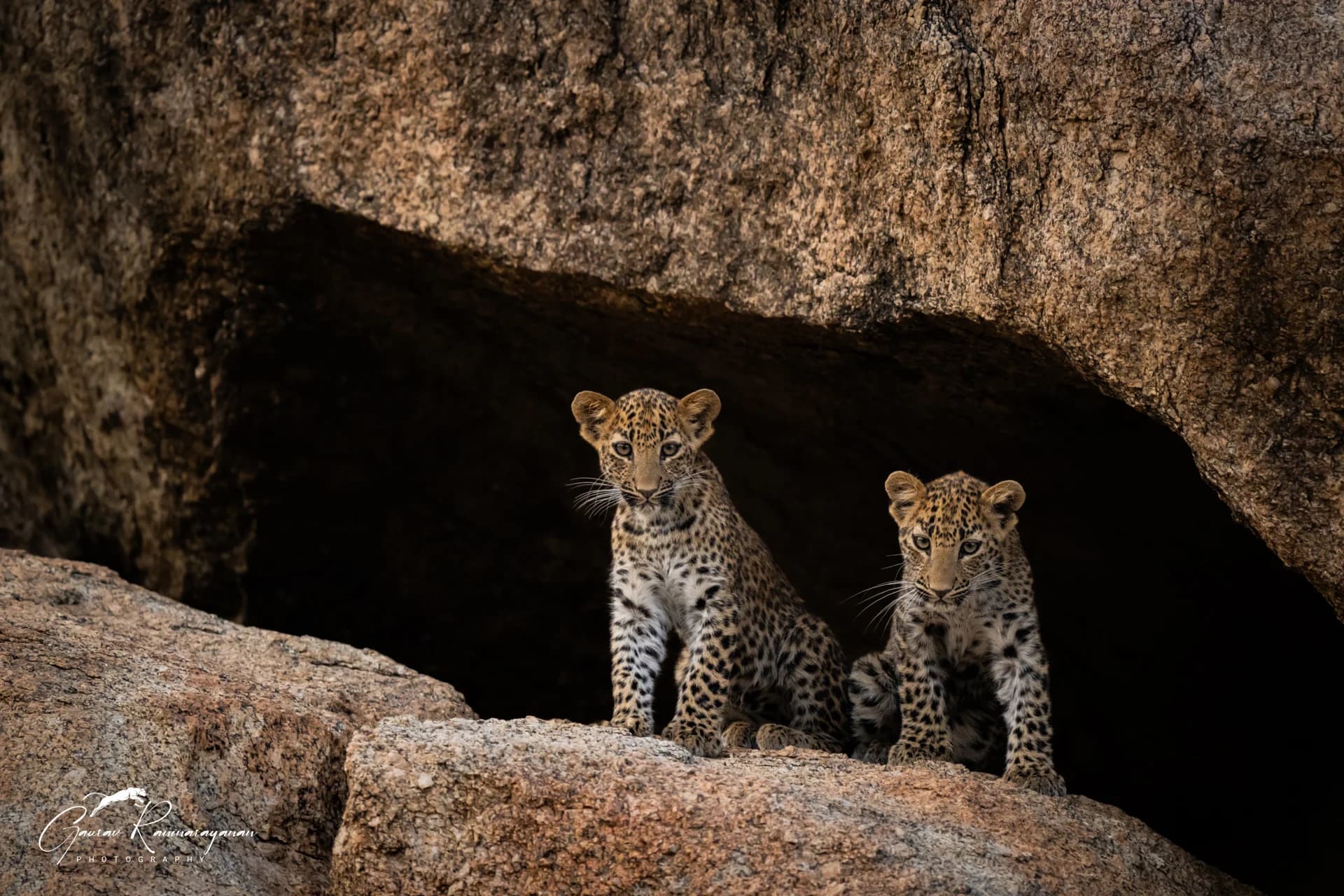 Two leopard cubs at the entrance of a granite cave in Jawai