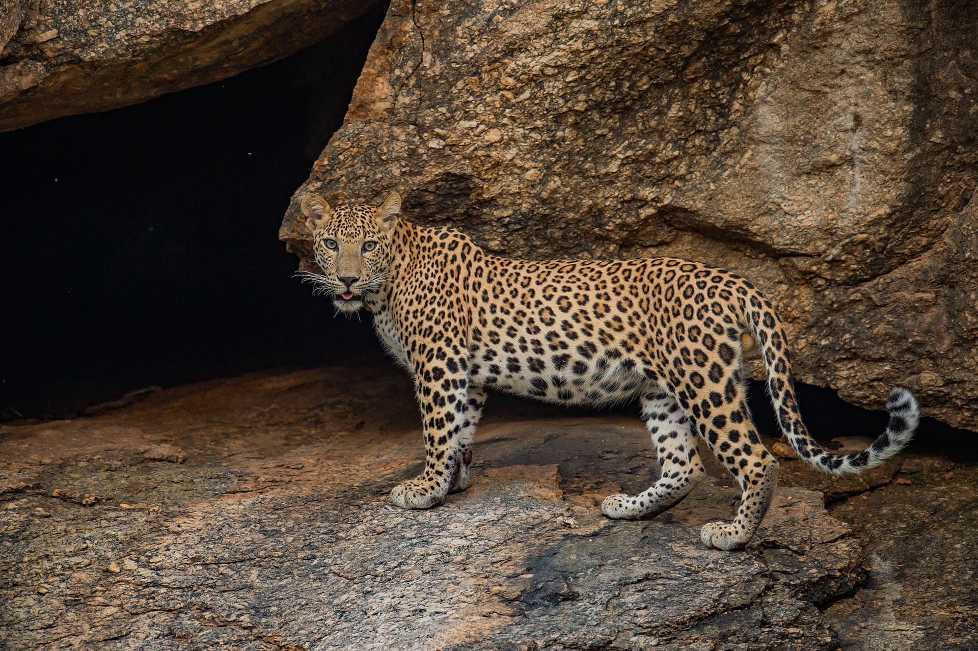 Leopard moving across Jawai's granite hills