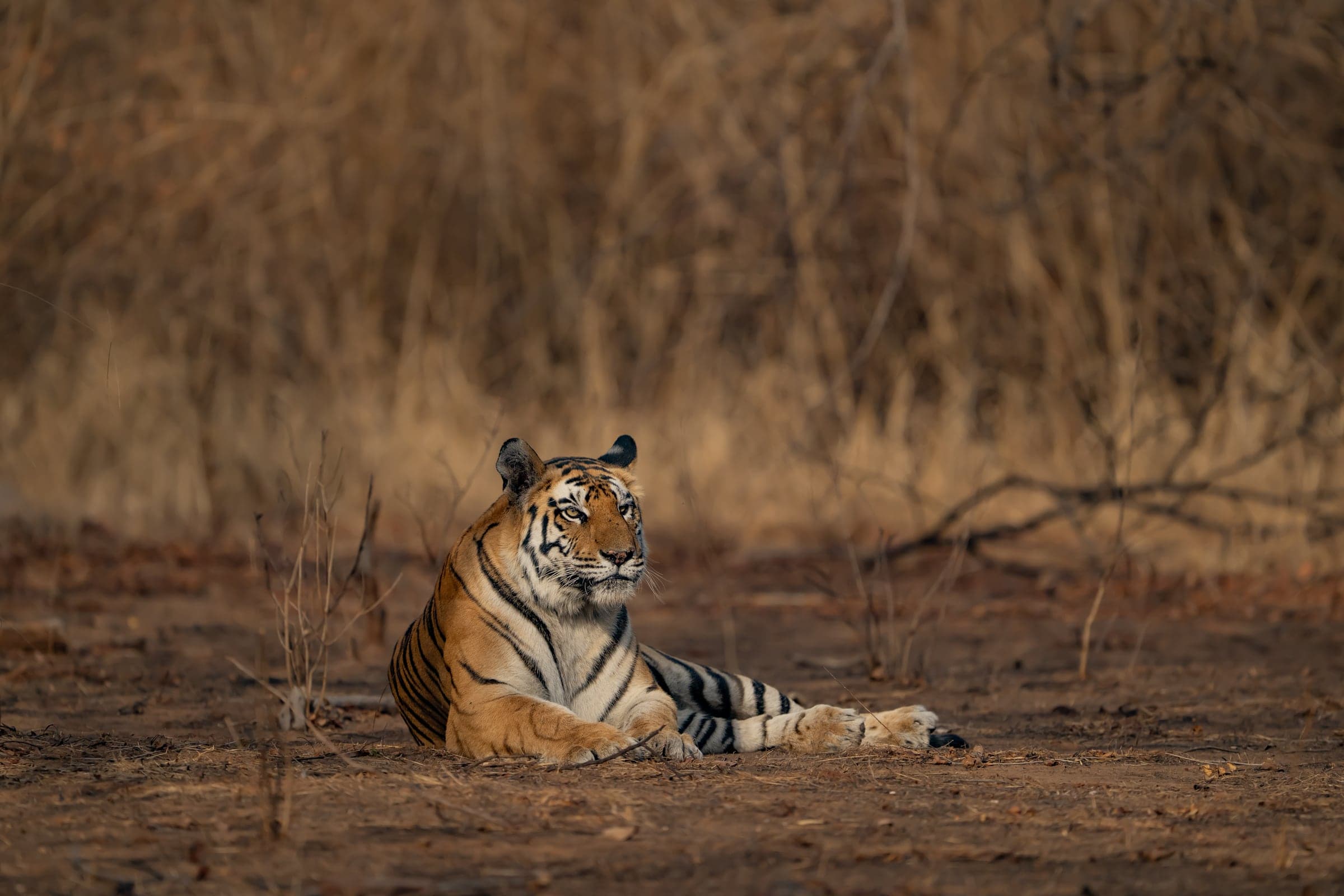 Tiger beside Kabini's forest edge