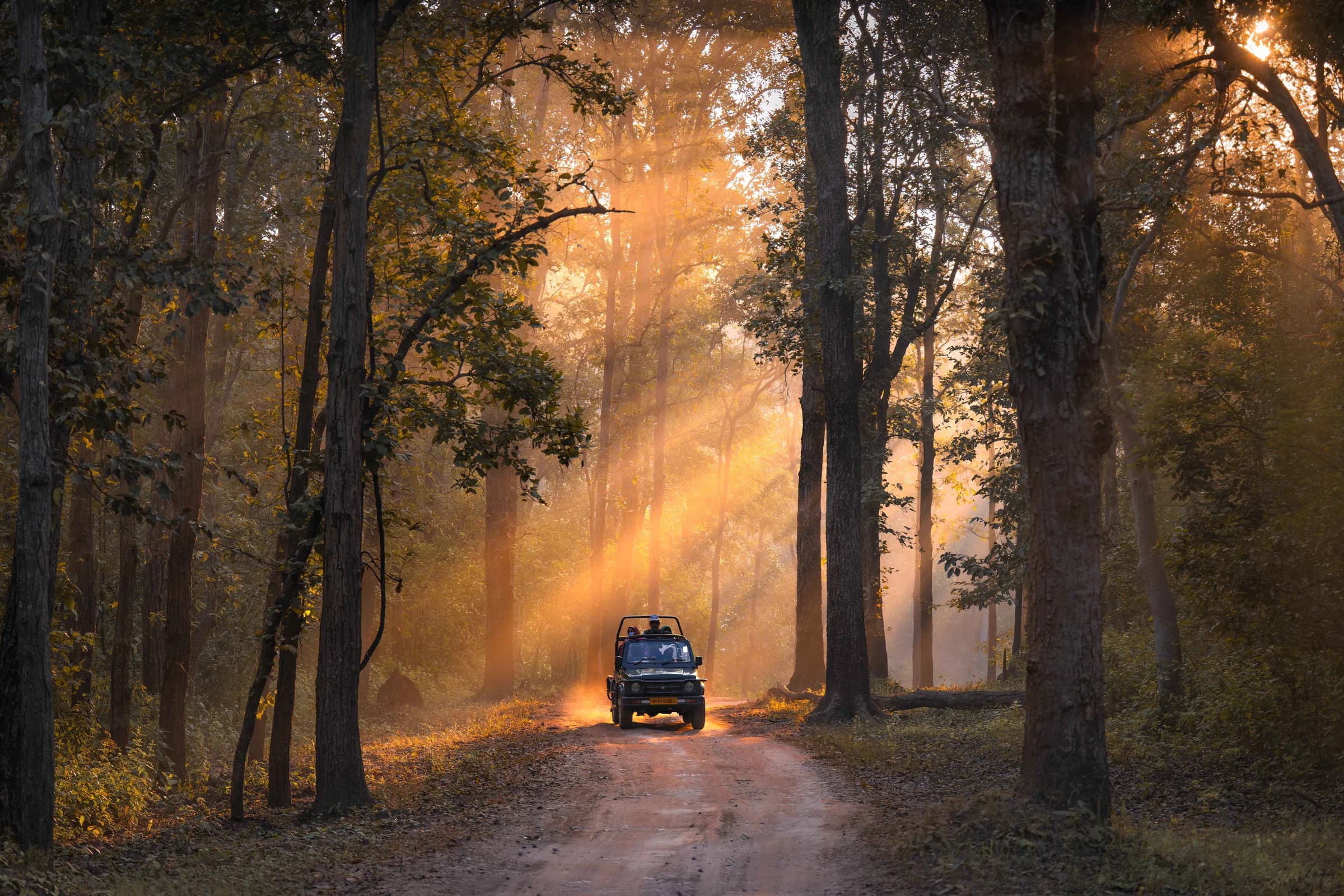 A safari vehicle on a sunlit forest trail in Kanha