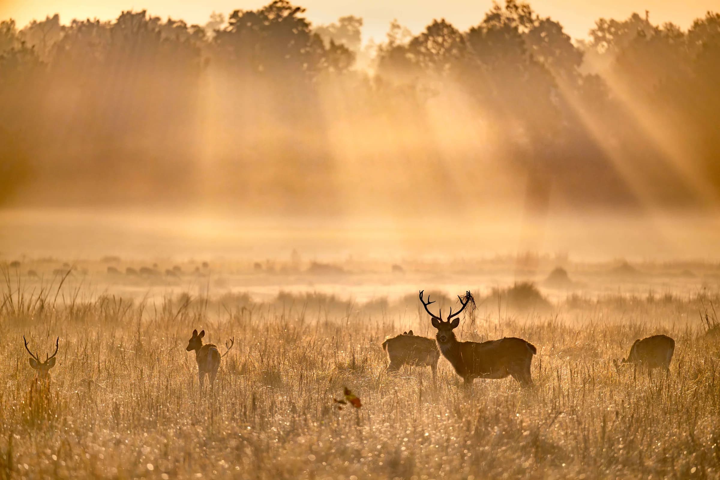 Barasingha in Kanha grassland beneath golden rays of sunlight