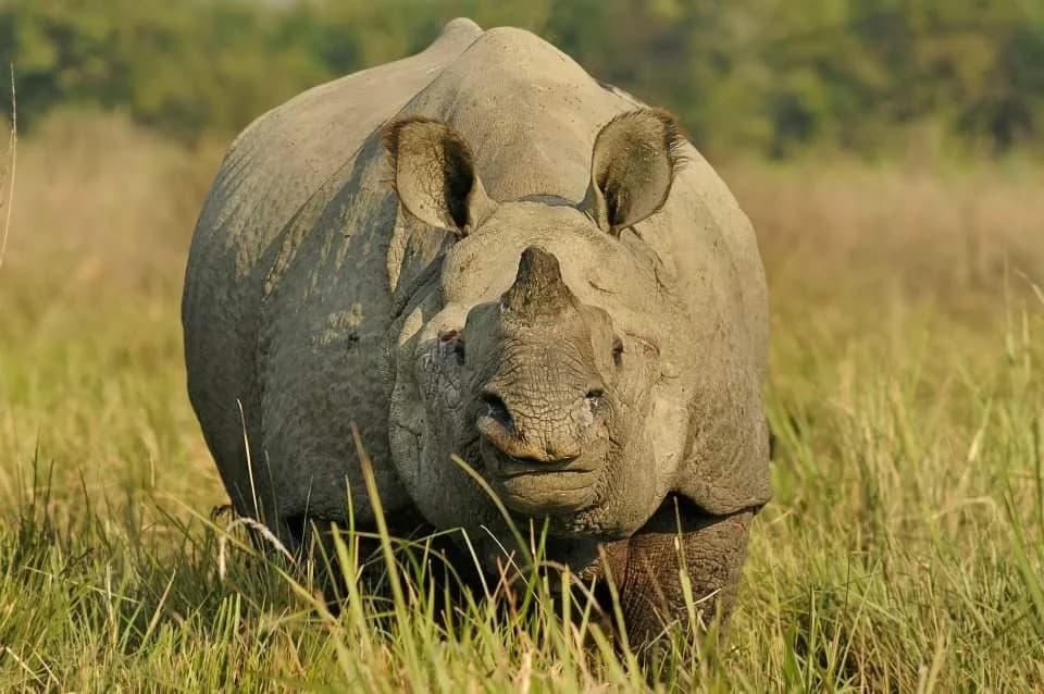 One-horned rhinoceros standing in Kaziranga grassland