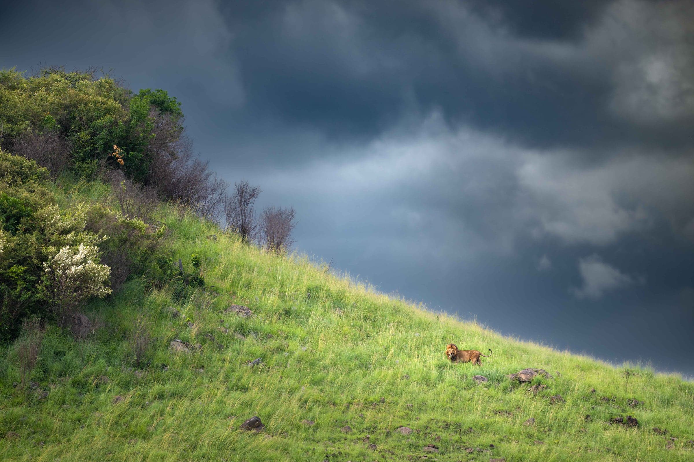 Masai Mara wildlife and landscape photograph 2