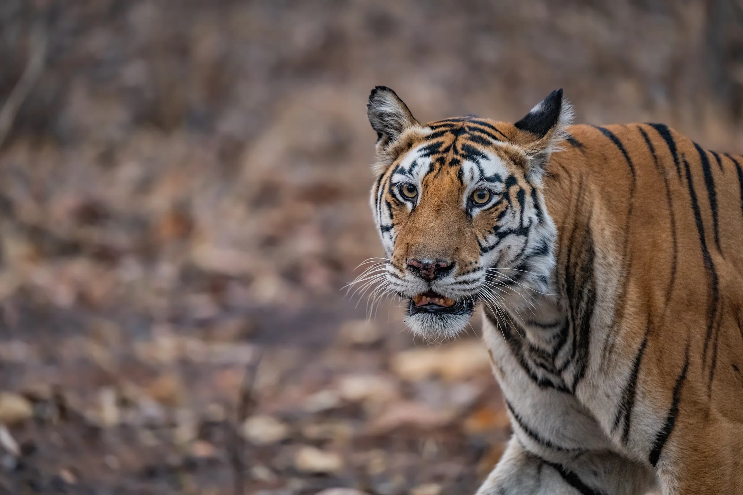 Bengal tiger looking towards the camera in Panna forest