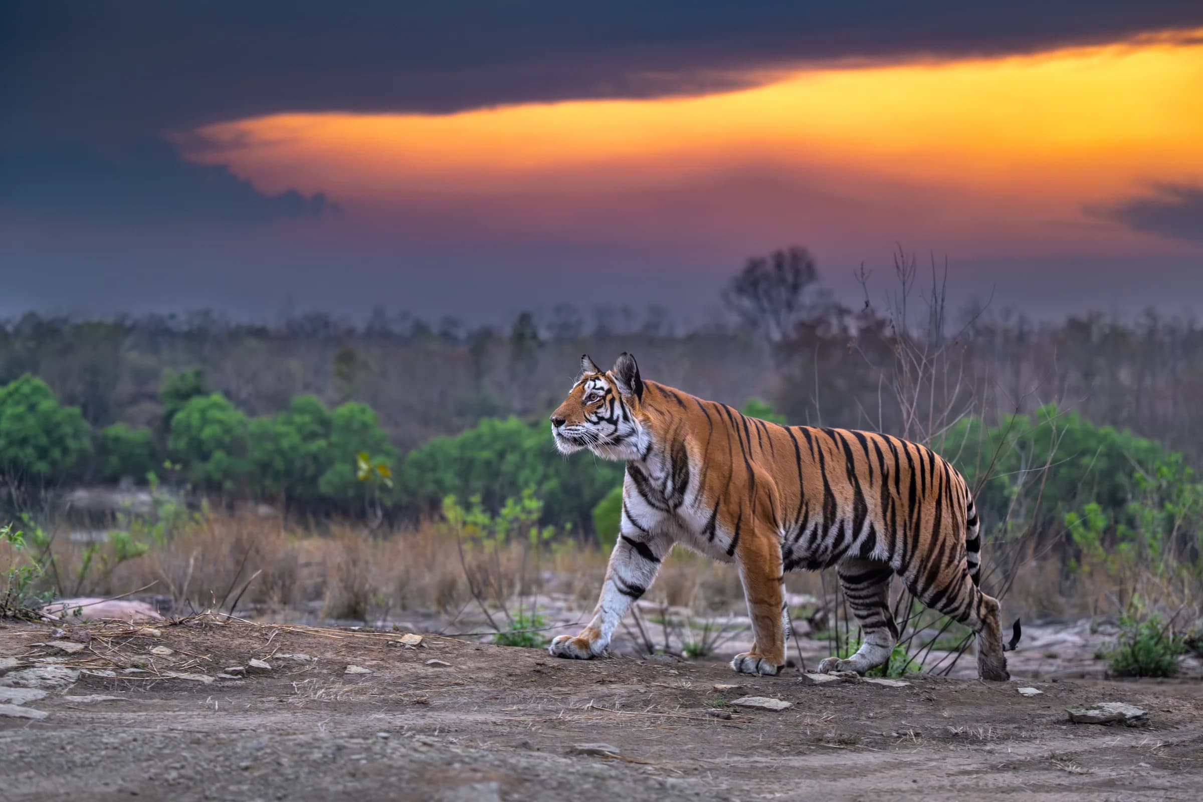 Tiger walking through Panna beneath a glowing sunset