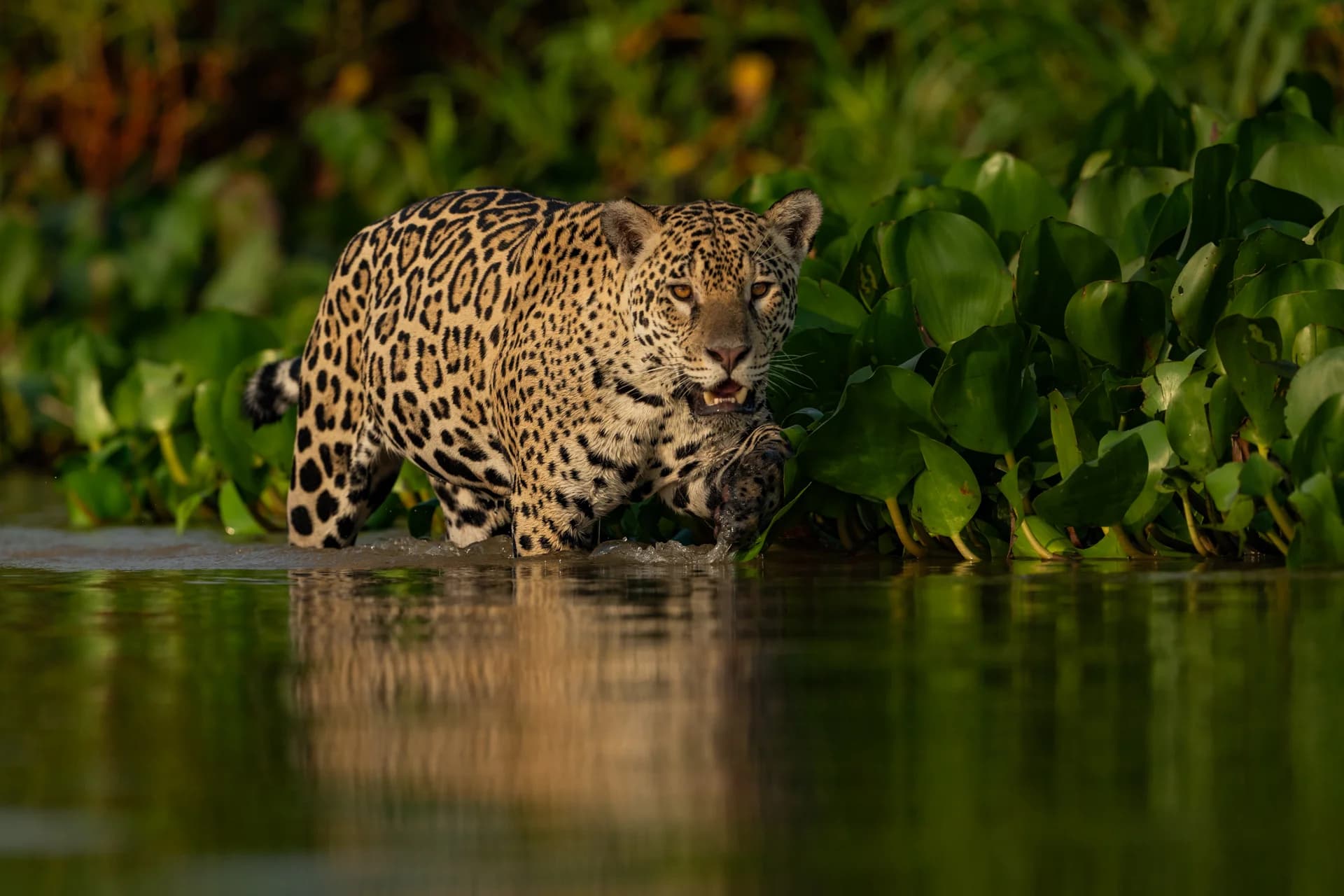 Jaguar at the water’s edge in Brazil’s Pantanal