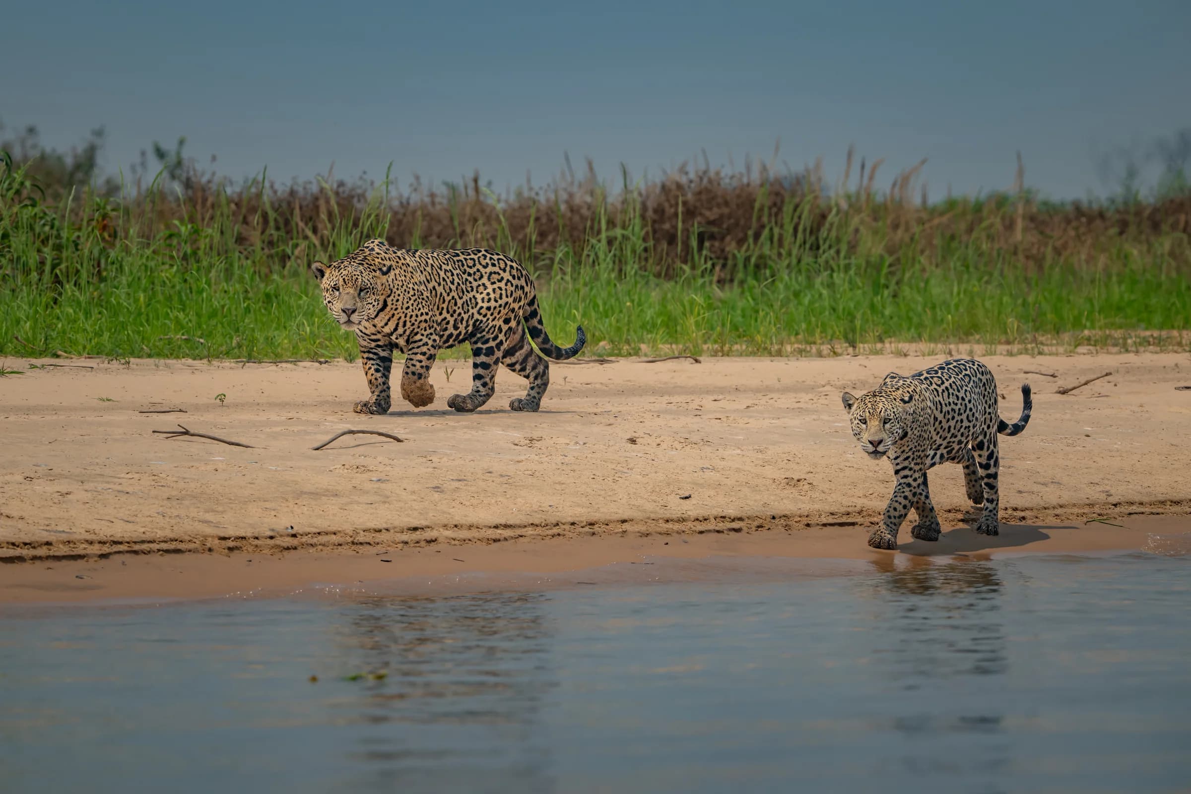 Jaguars on a sandy riverbank in the Pantanal