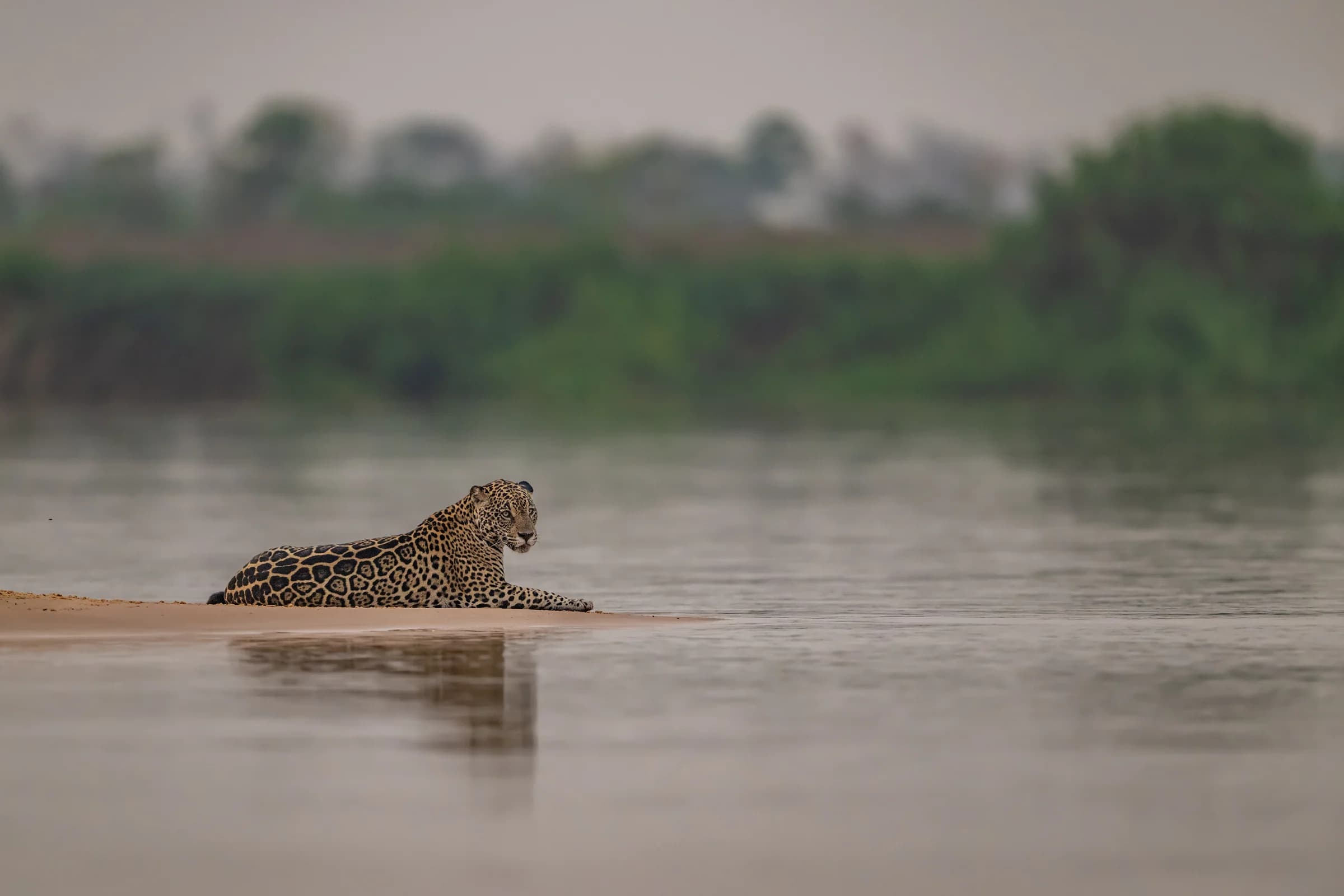 Jaguar swimming through a Pantanal river