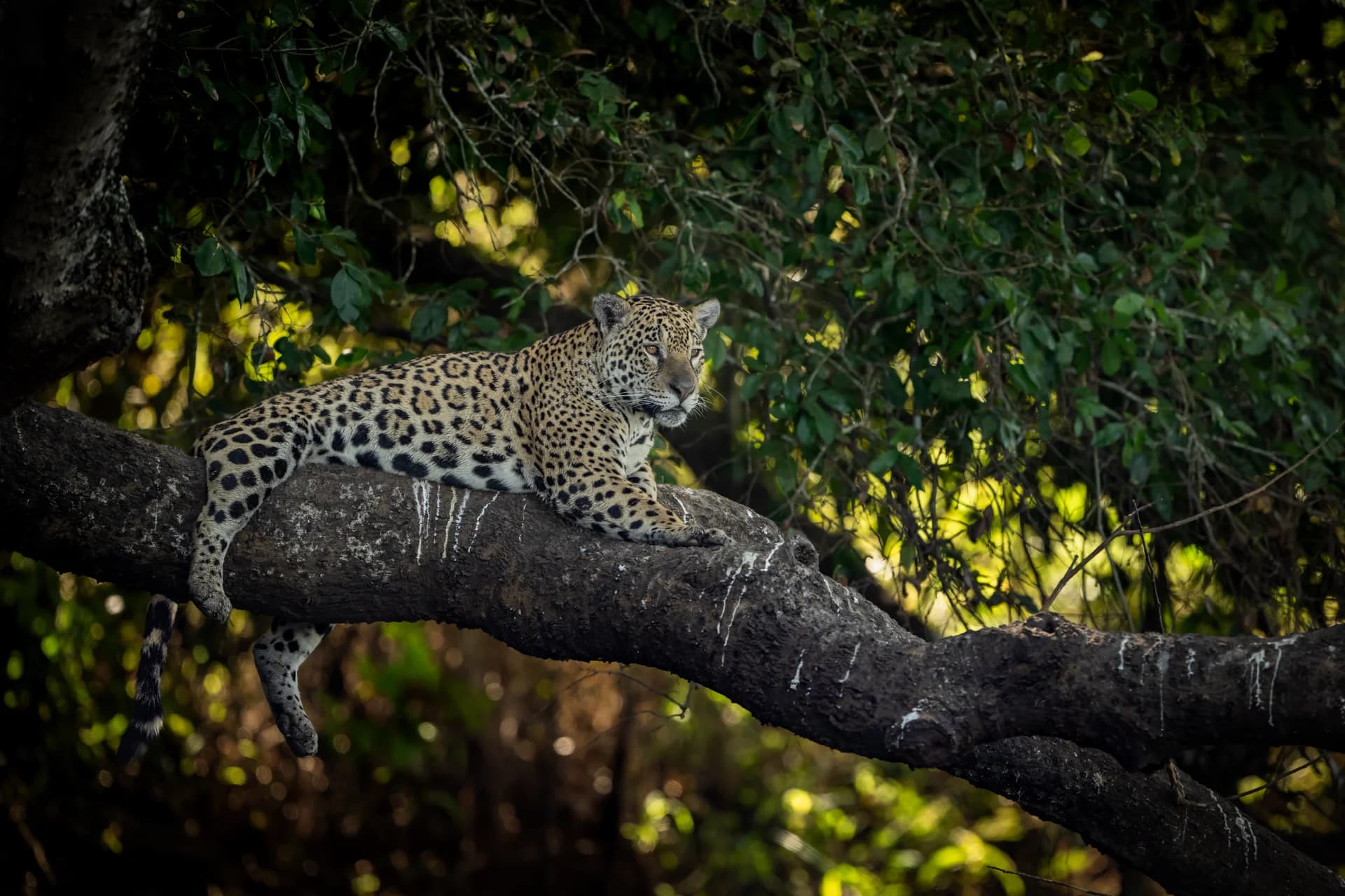 Jaguar resting on a branch over the river in the Pantanal