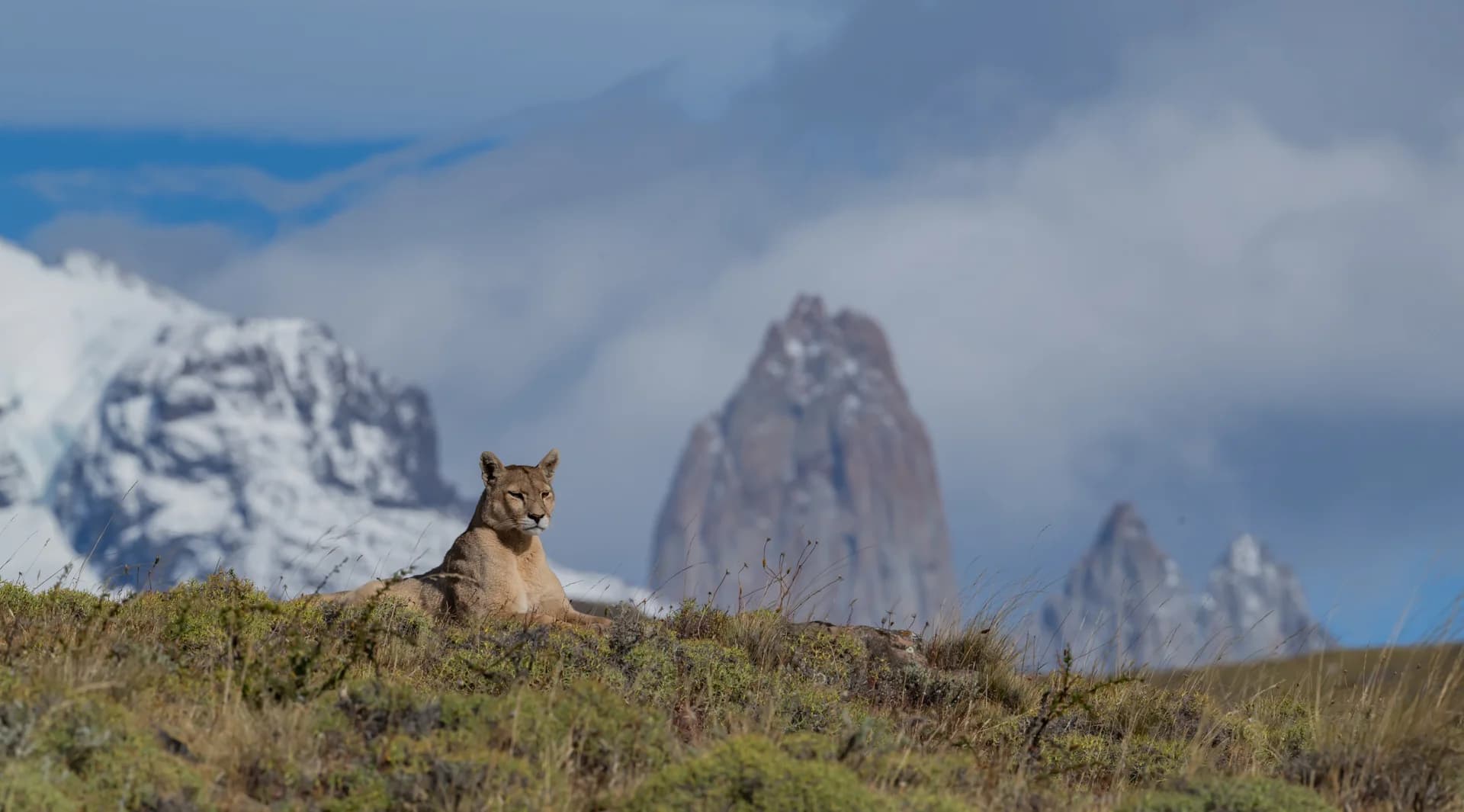 Puma resting beneath the mountain peaks of Patagonia