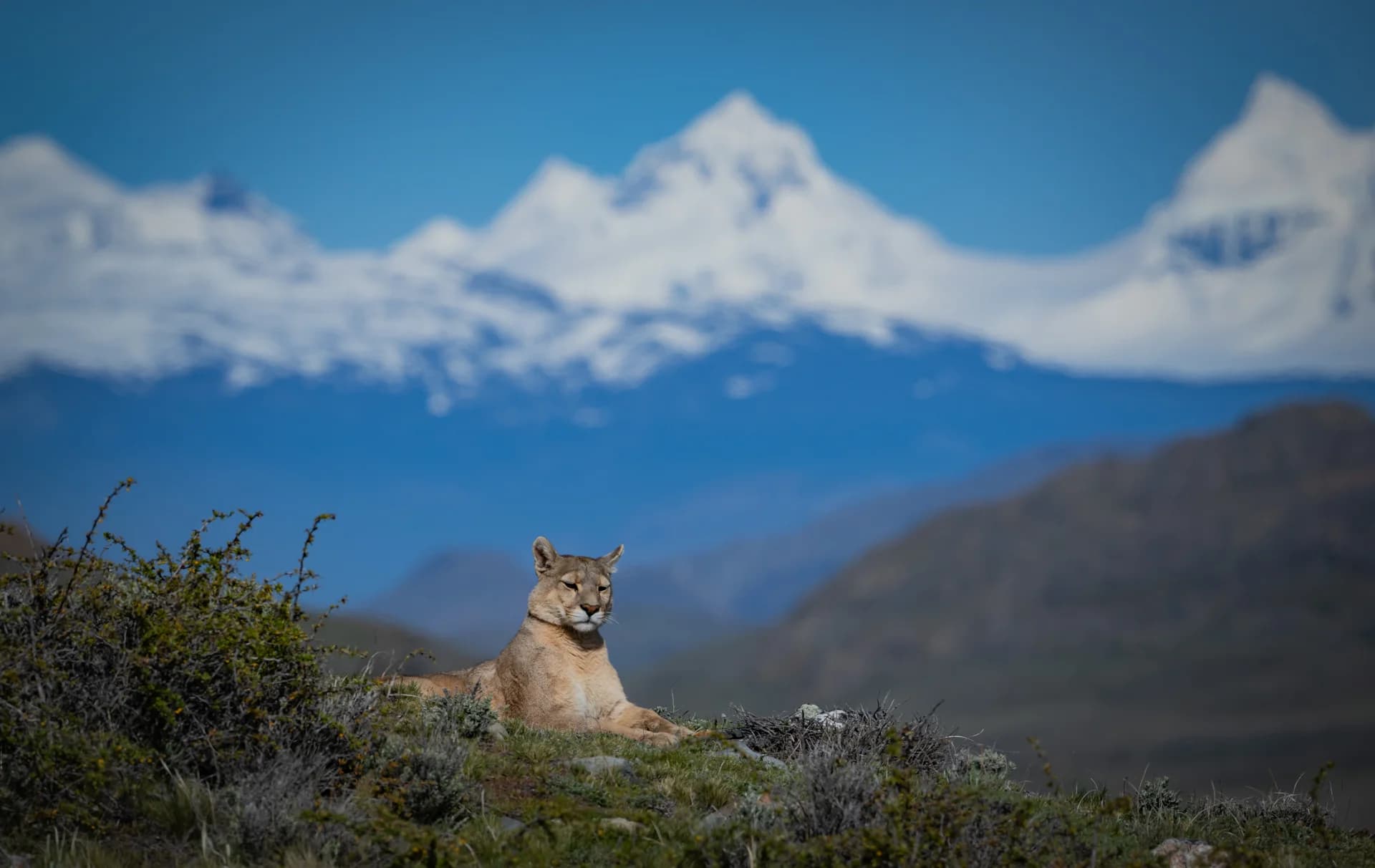 Puma in grassland below snow-covered Patagonian mountains