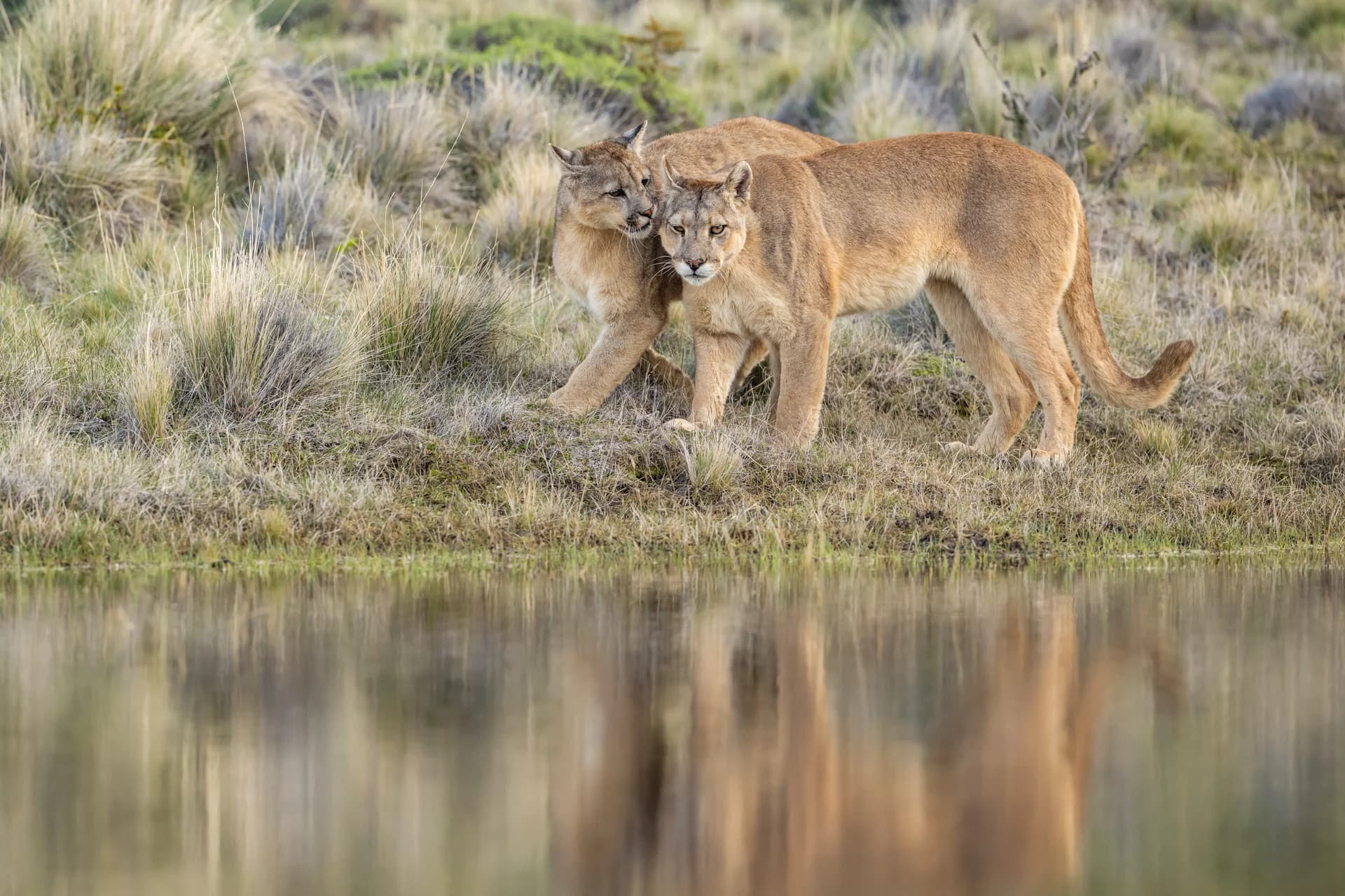 Puma walking beside water in Patagonia
