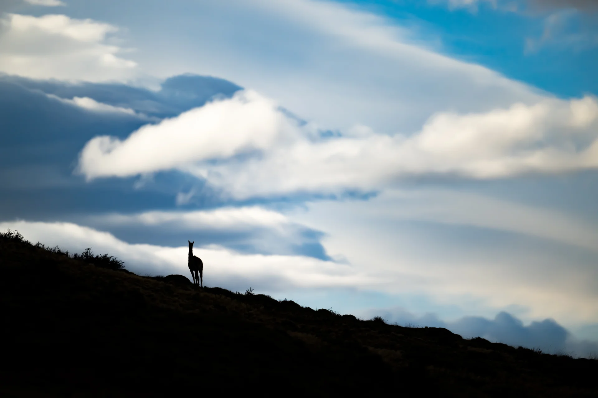 Guanaco silhouetted against clouds in Patagonia