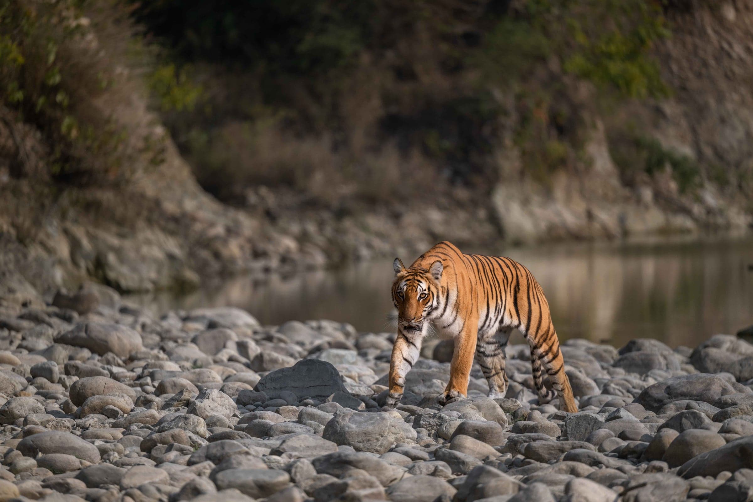 Tiger descending through Pench's rocky forest