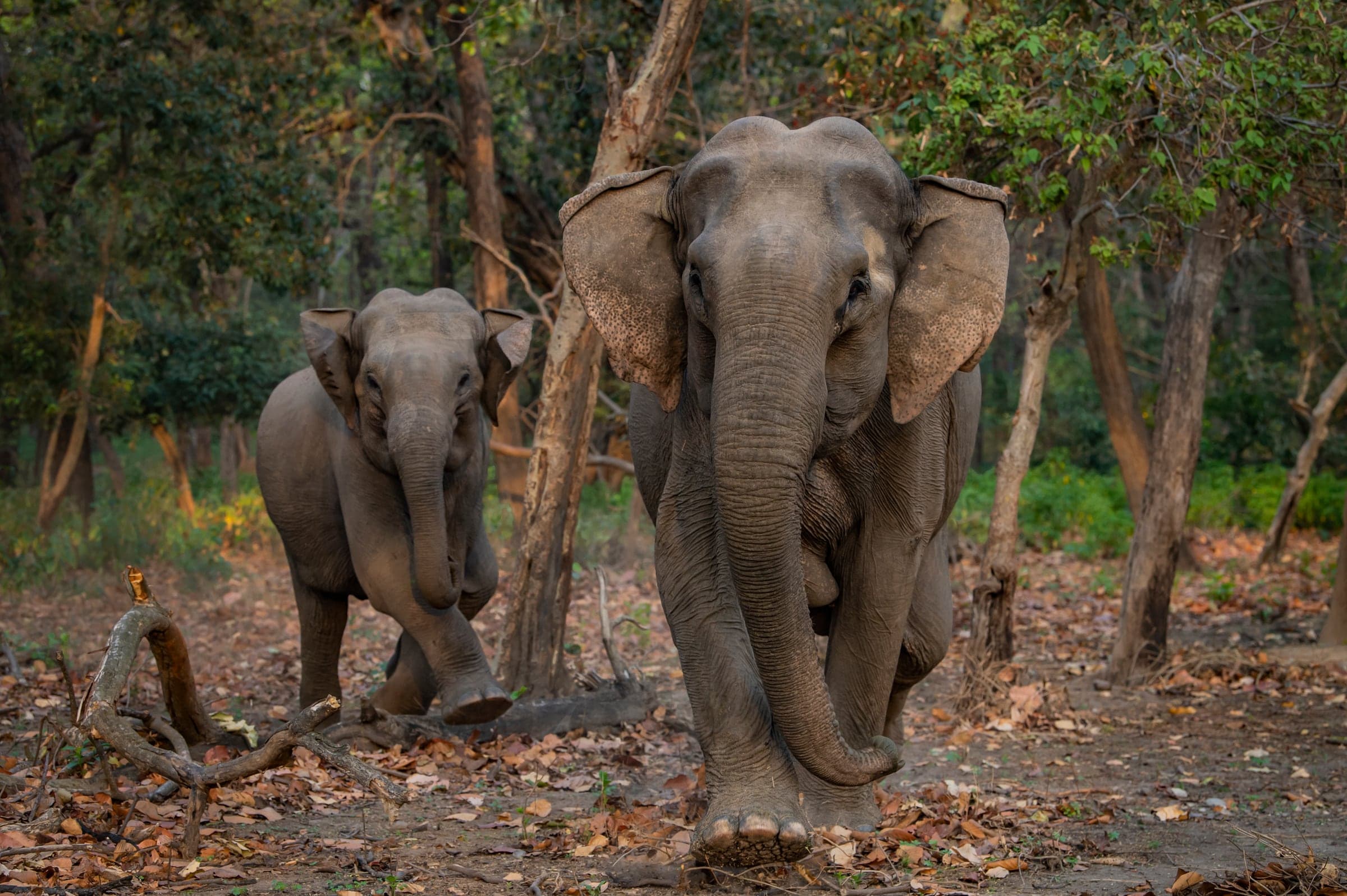 Asian elephants moving through Rajaji