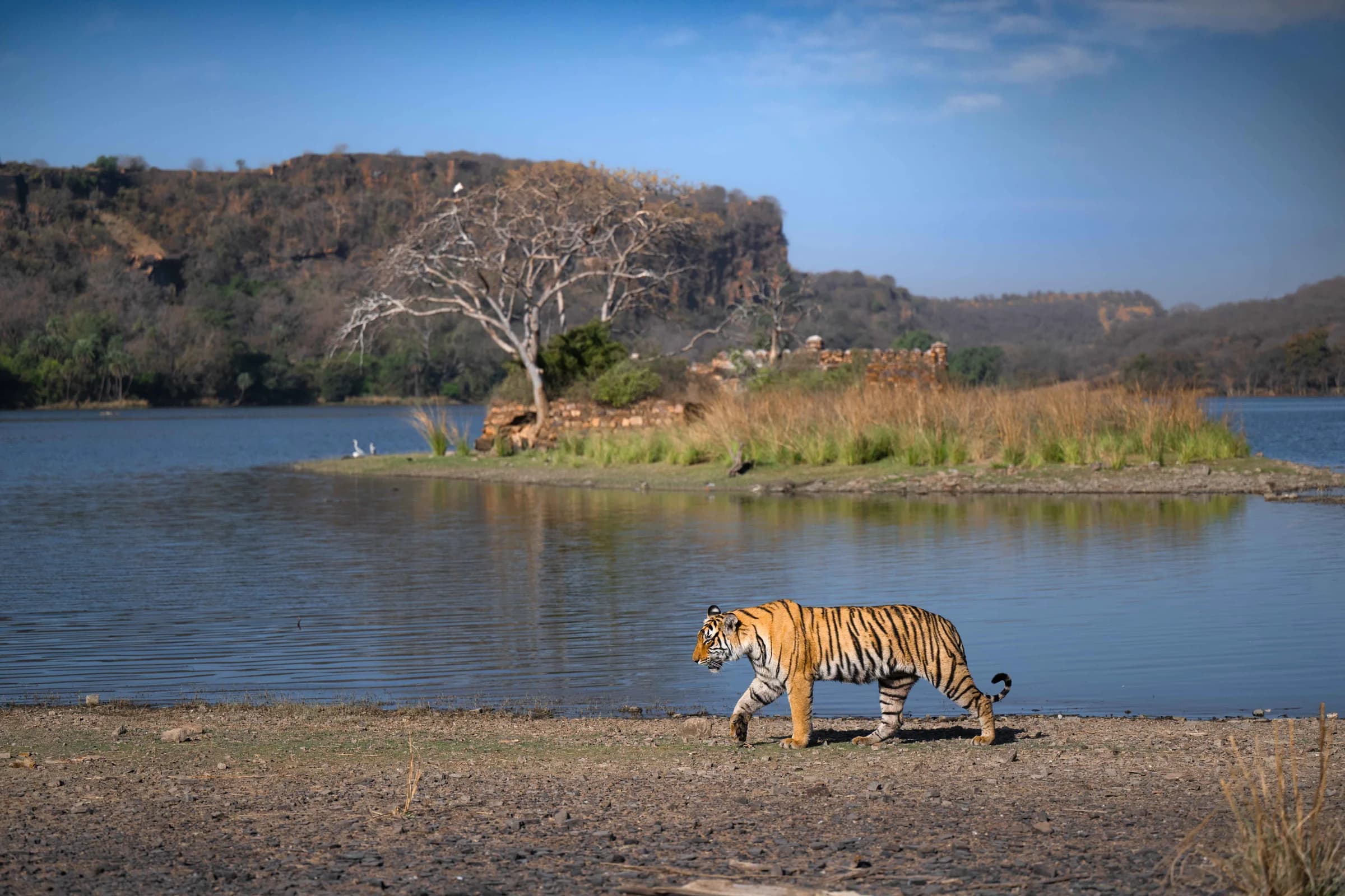 Tiger beside a Ranthambhore lake beneath rocky cliffs