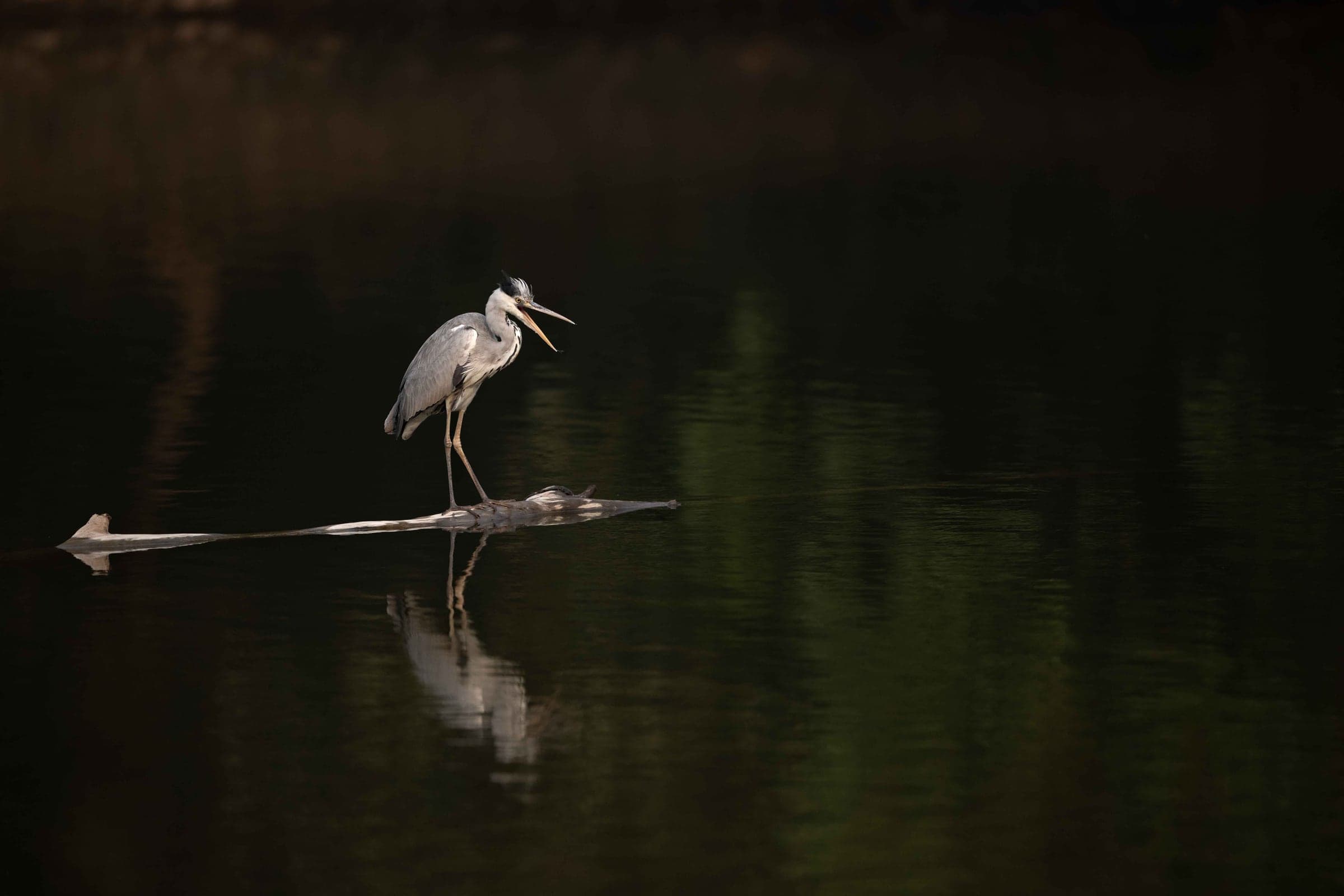 Ranthambhore wildlife and landscape photograph 1
