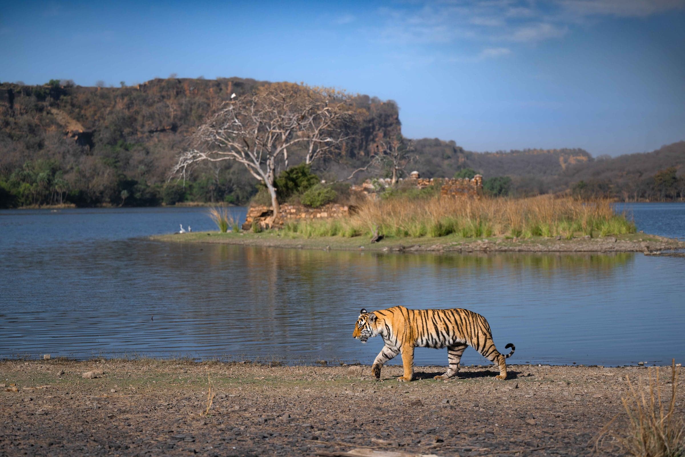 Bengal tiger beside a lake in Ranthambhore