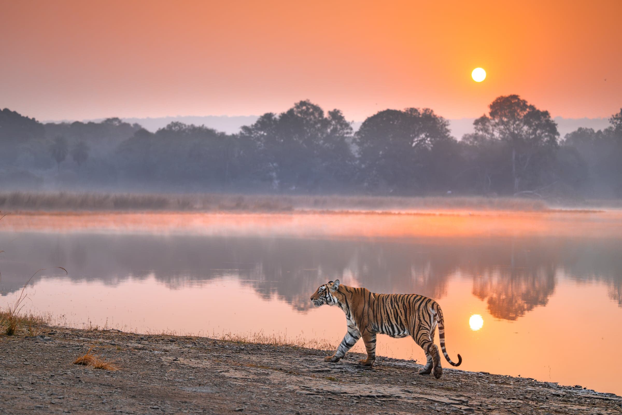 A tiger walking beside a forest lake at sunrise