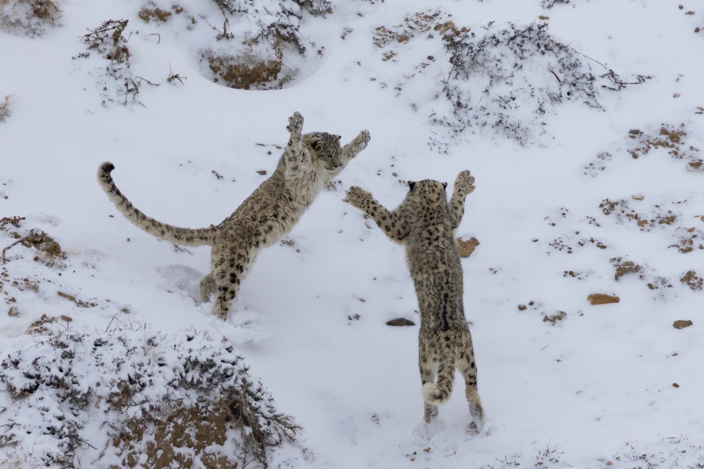 Two snow leopards rearing up in the snow in Spiti Valley
