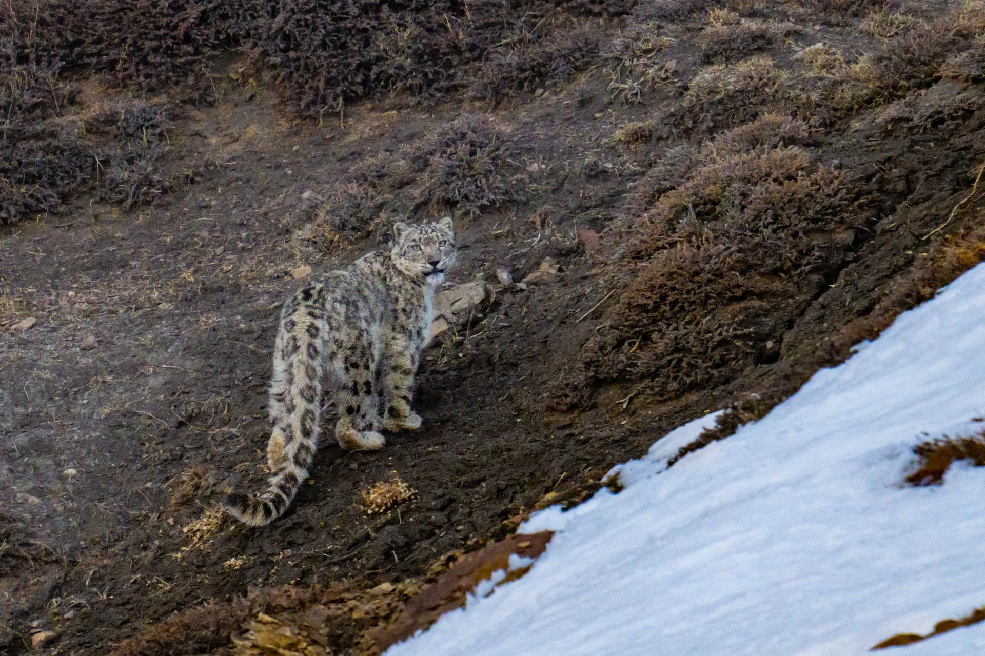 Snow leopard crossing a high-altitude slope in Spiti