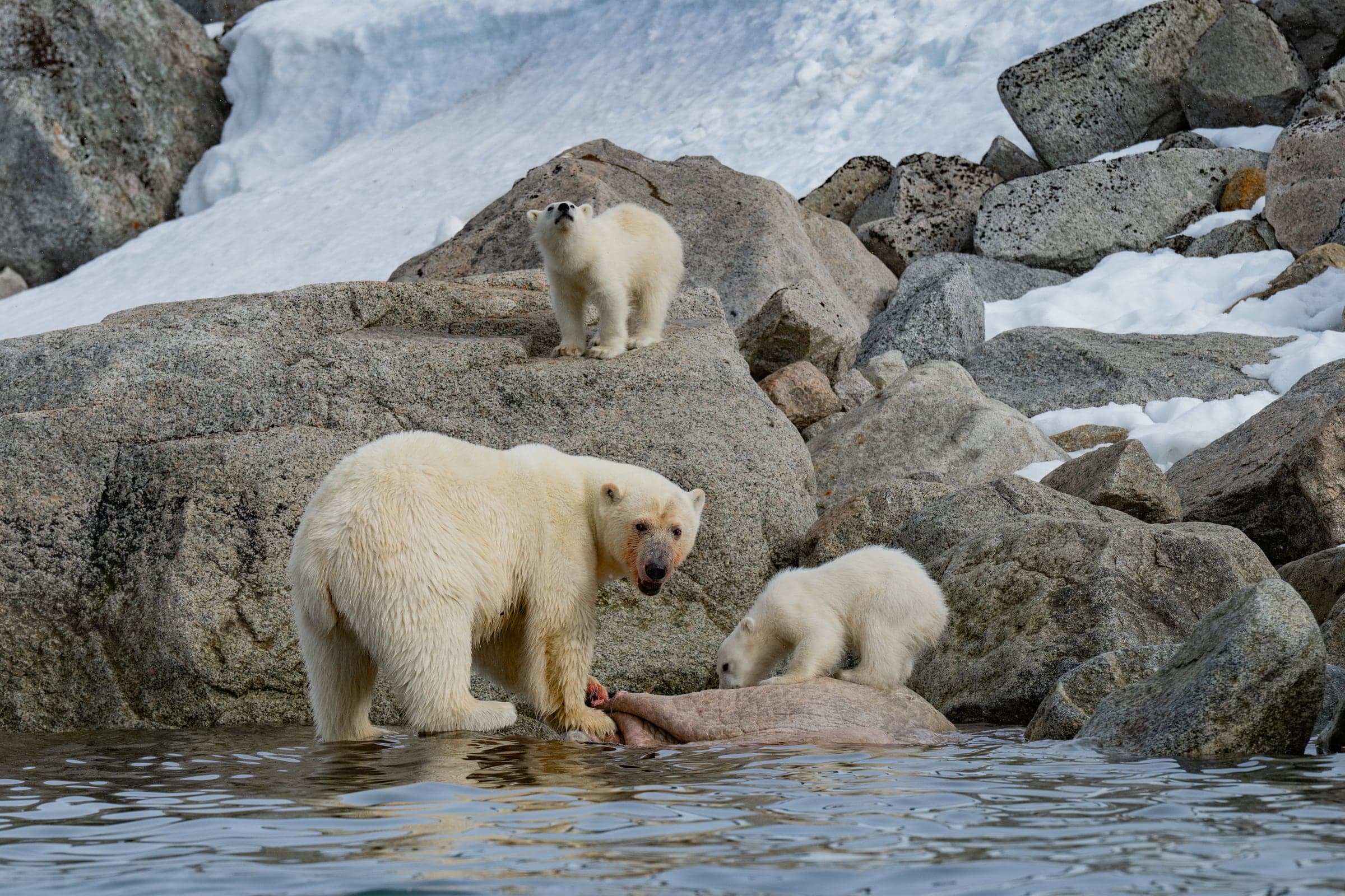 Svalbard wildlife and landscape photograph 3