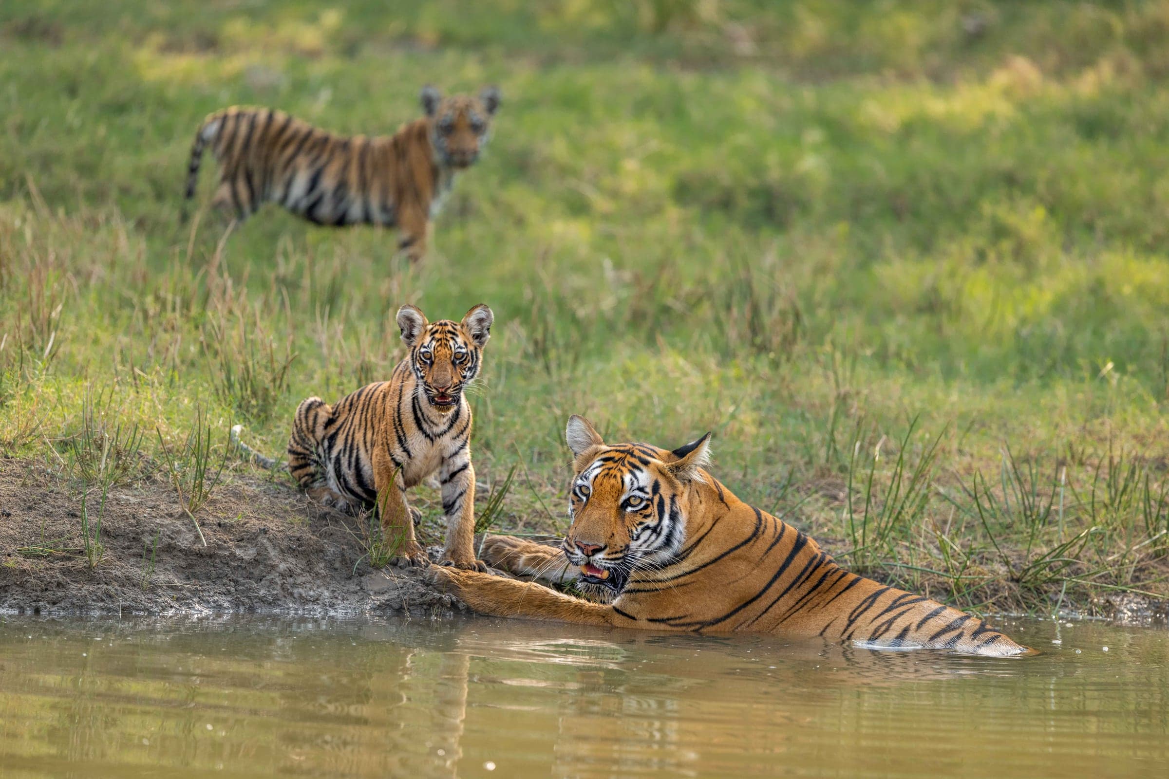 Tigers cooling at a Tadoba waterhole