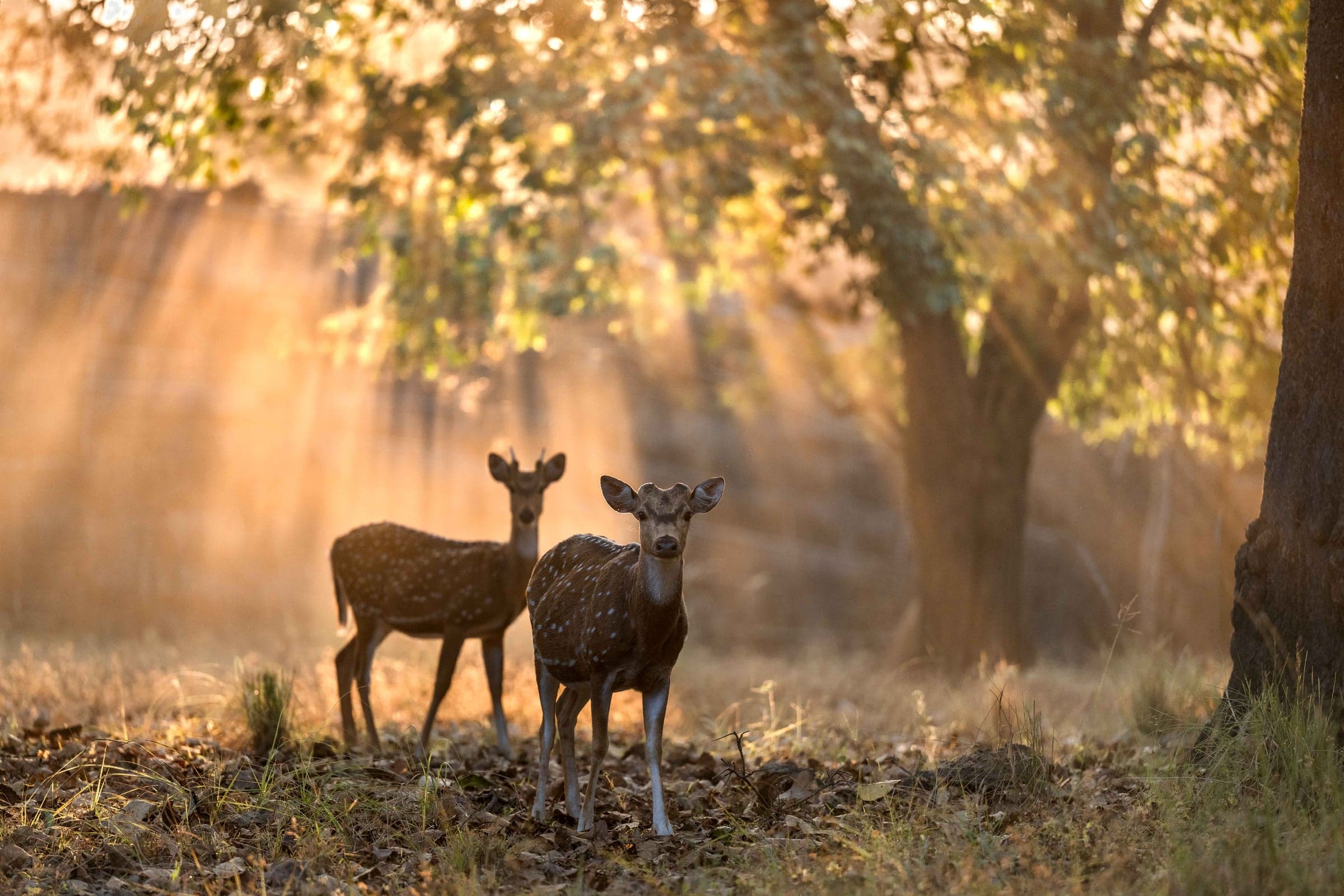 Blackbuck habitat at Velavadar