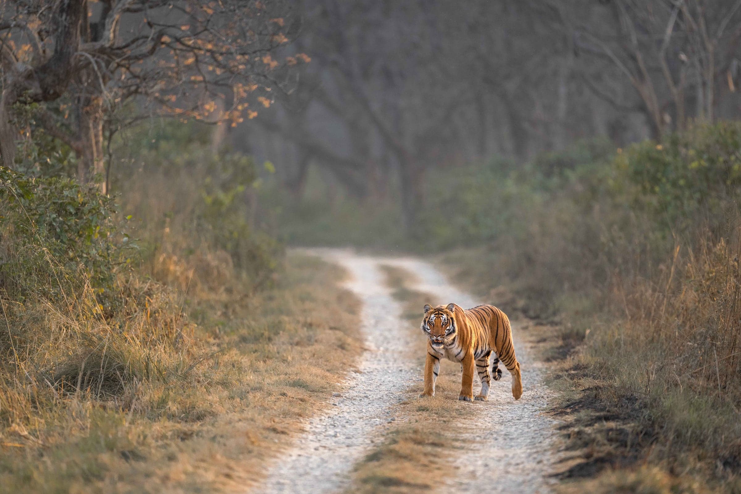 Velavadar wildlife and landscape photograph 3