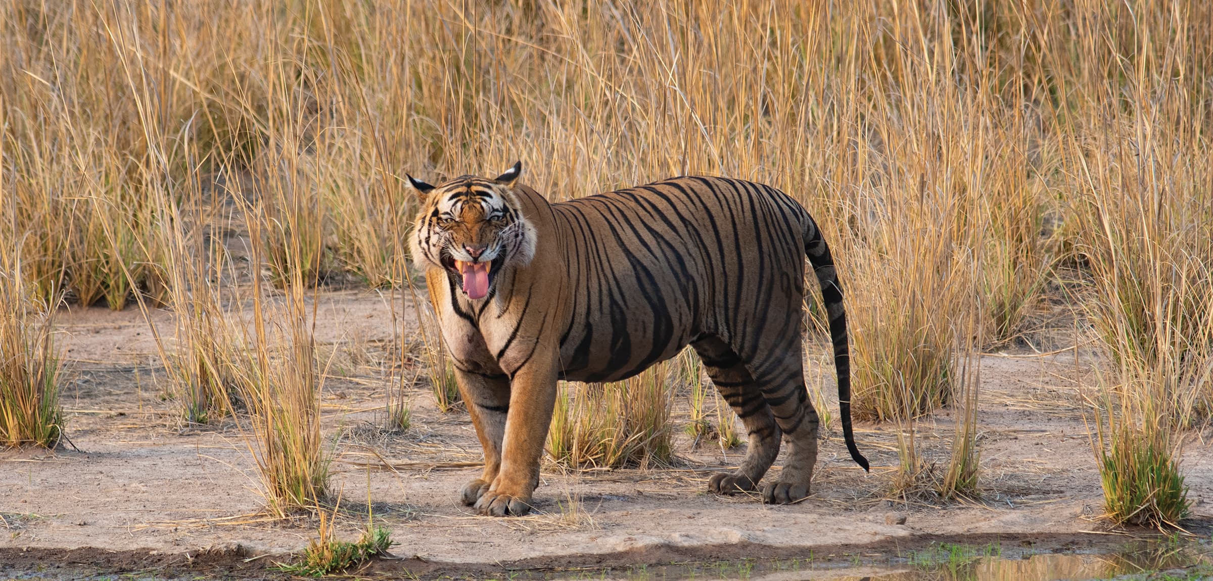 Booking Wildlife Safaris - How early is not too late?