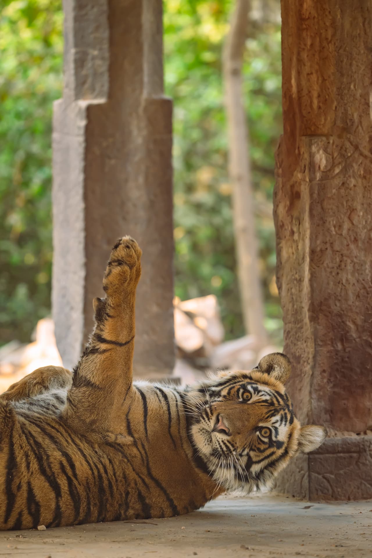 Royal Rajasthan Safari gallery image 2