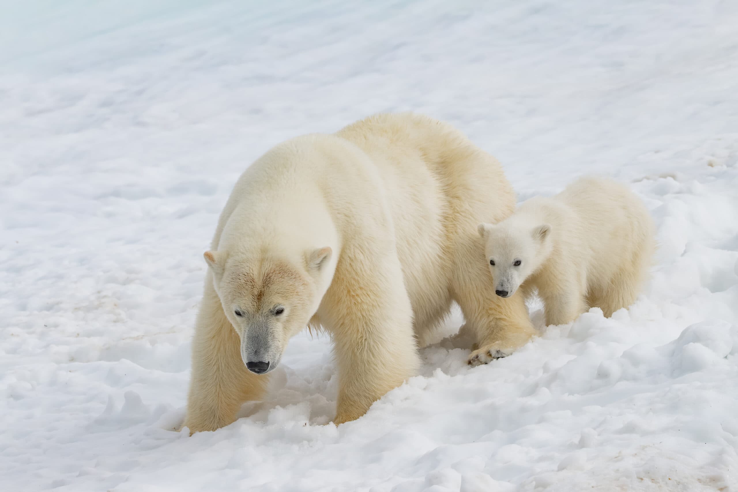Svalbard Expedition gallery image 2