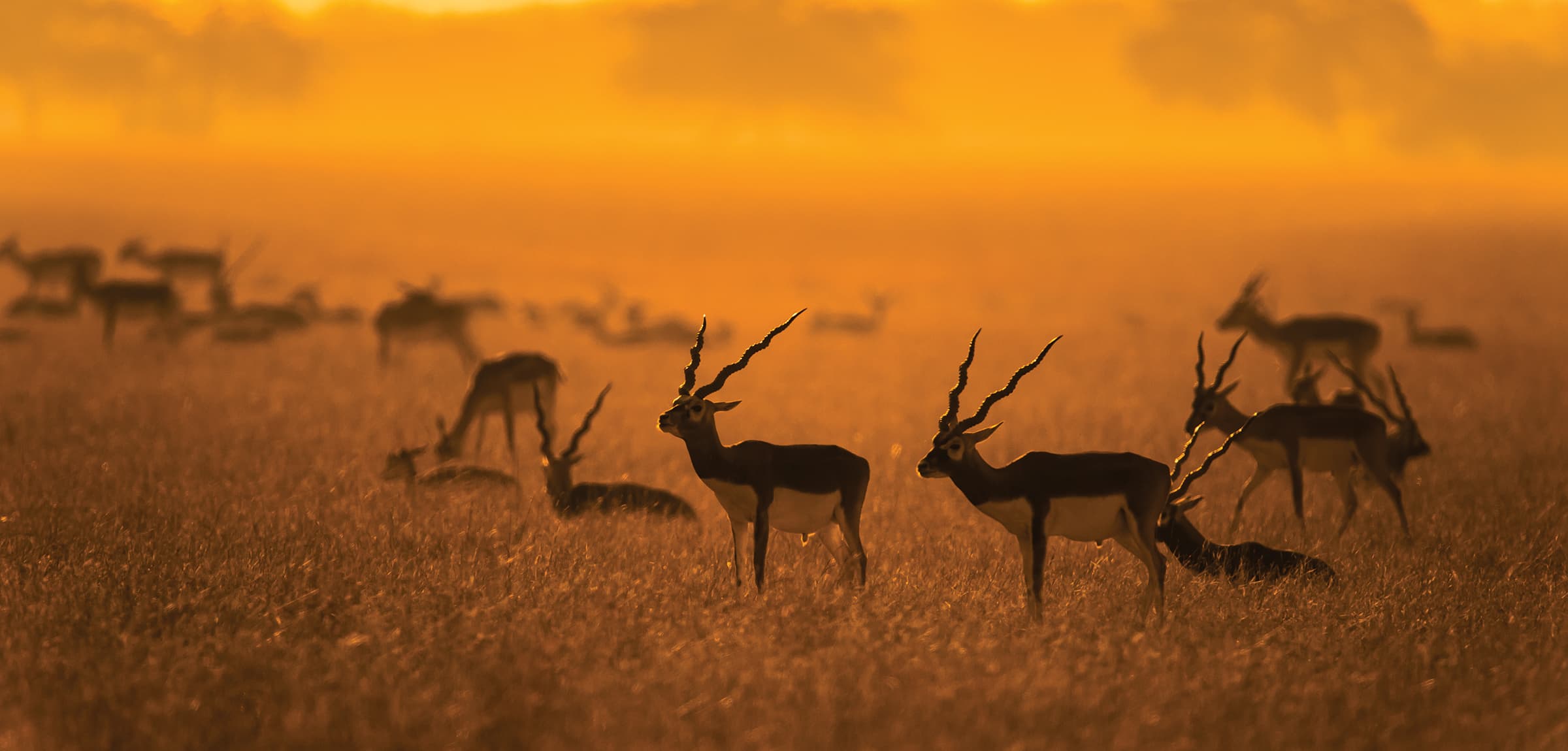 Blackbuck standing in warm light across an open grassland