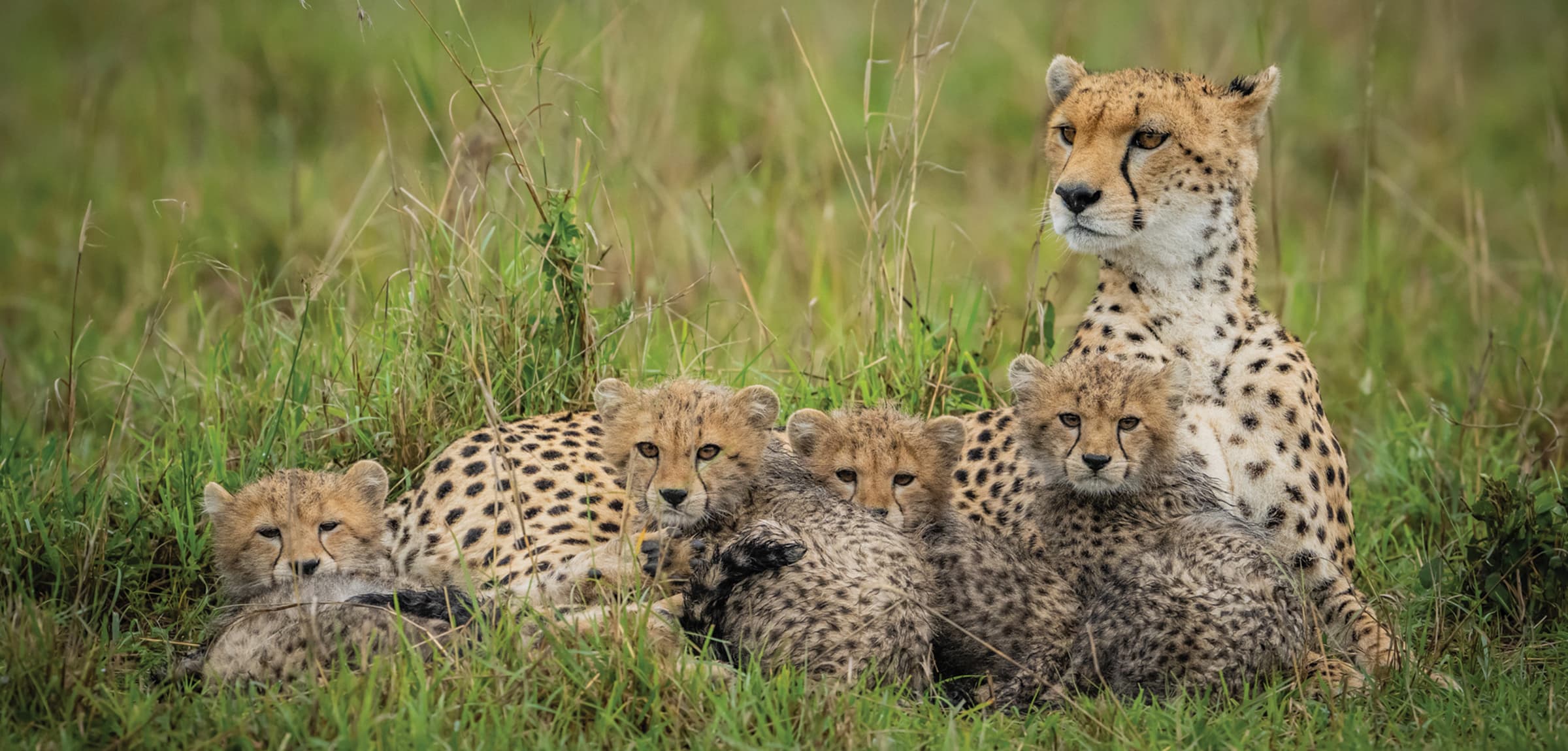 Wildlife landscape in Kenya
