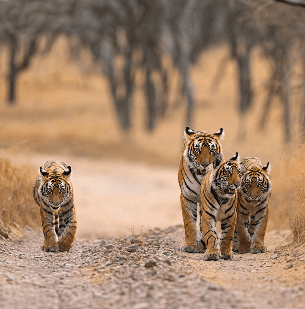 A tiger family walking through Ranthambhore at golden hour