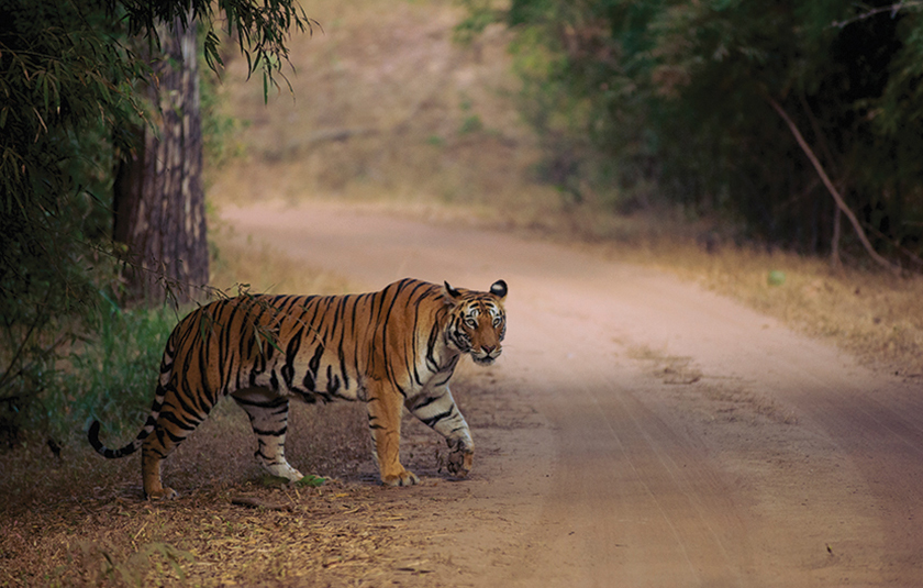 Bandhavgarh: A Paradise of Stone, Stripes and Roots - Safari Crafters field image 2