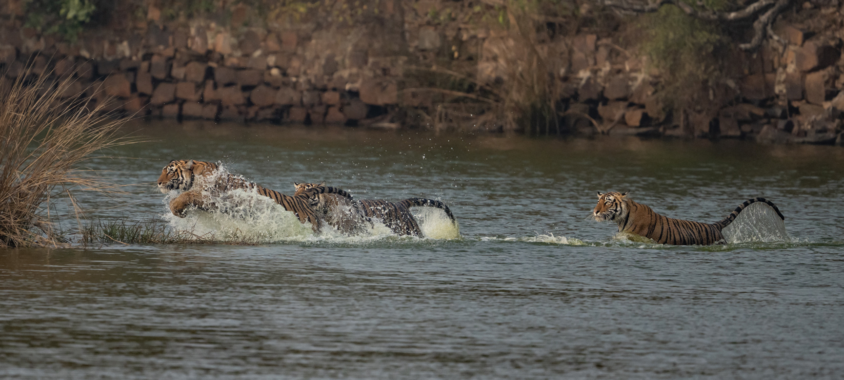 Booking Wildlife Safaris - How early is not too late? gallery image 1