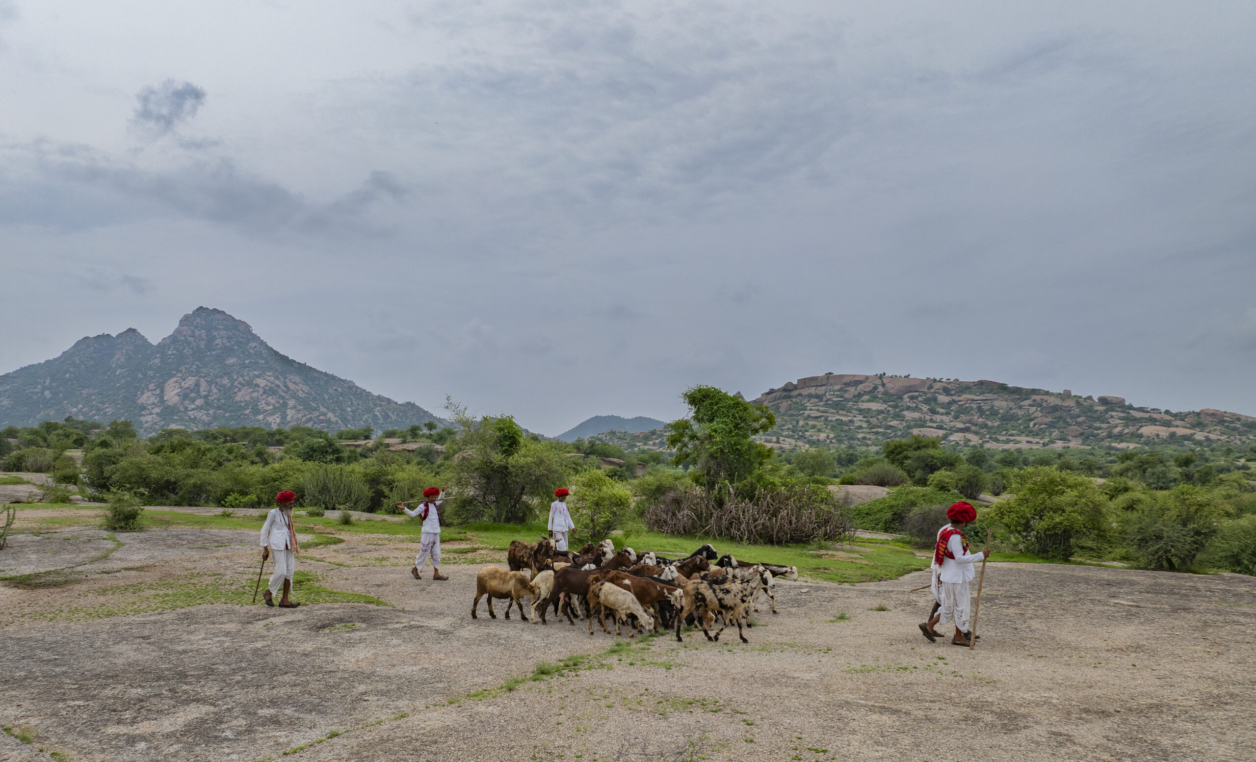Living by Old Ways: The Rebari Reverence for Nature gallery image 1